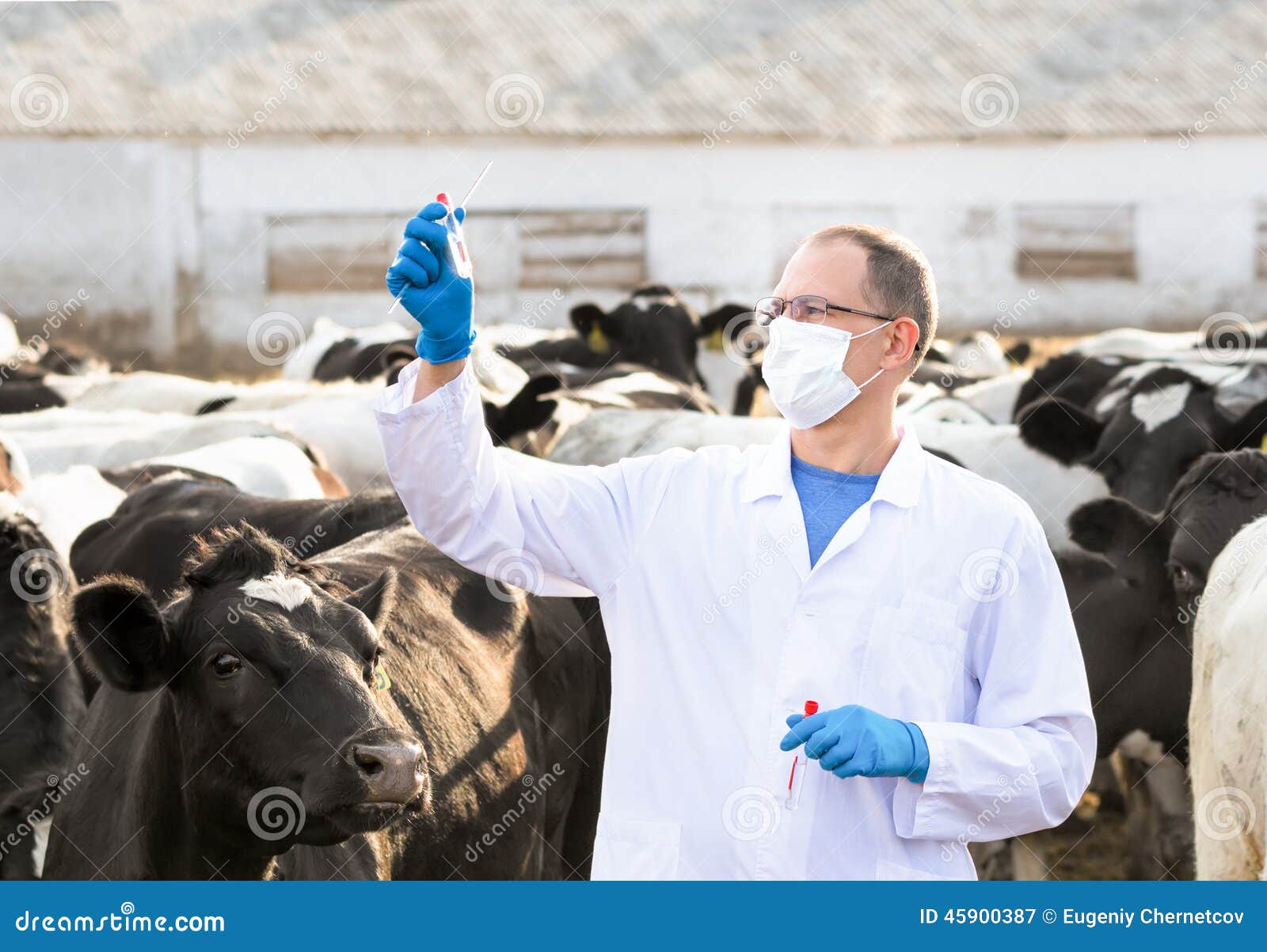 Veterinarian at Farm Cattle Stock Image Image of mammal, medicine