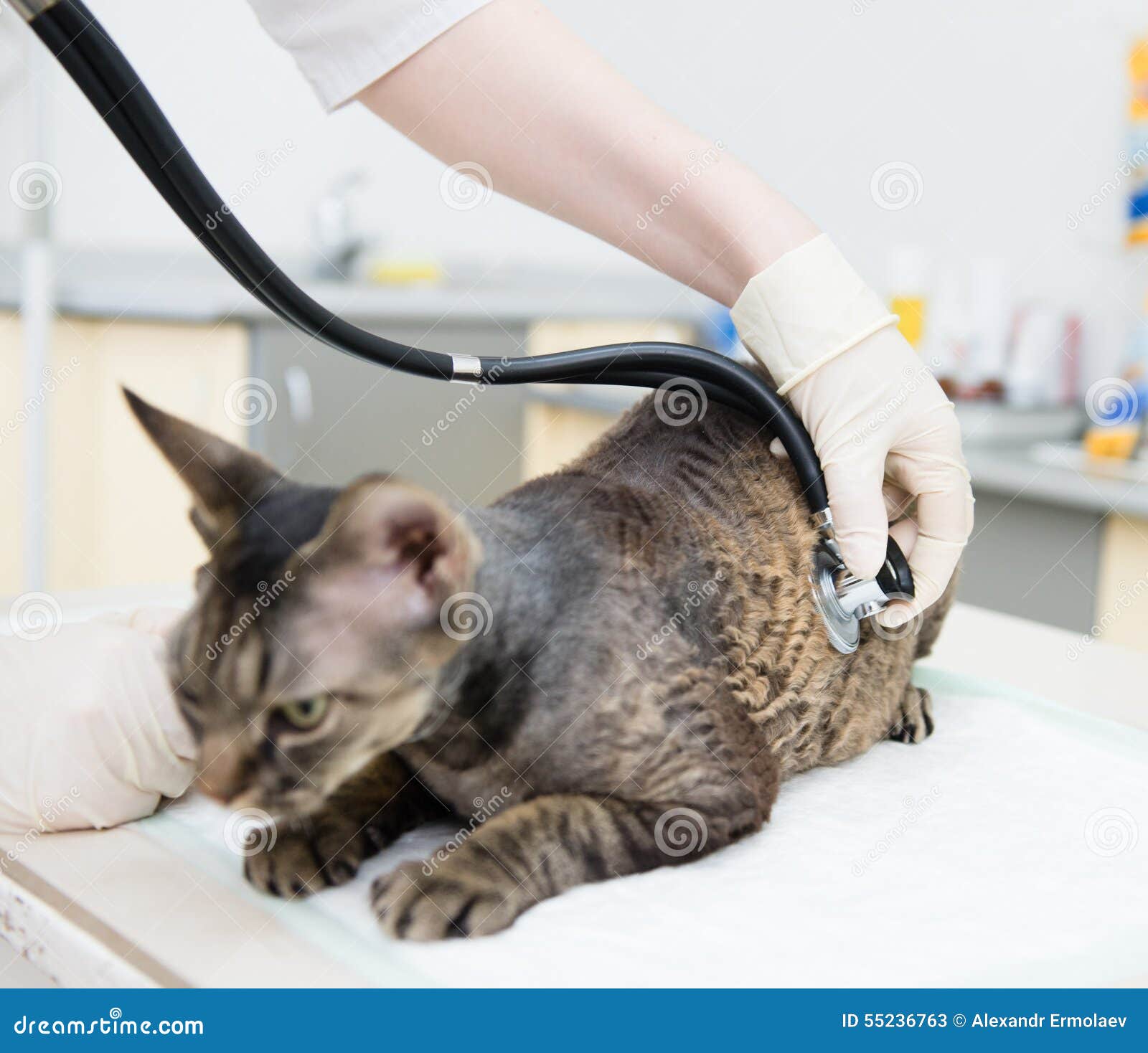 Veterinarian Hand Examining A Devon Rex Cat With Stethoscope Stock
