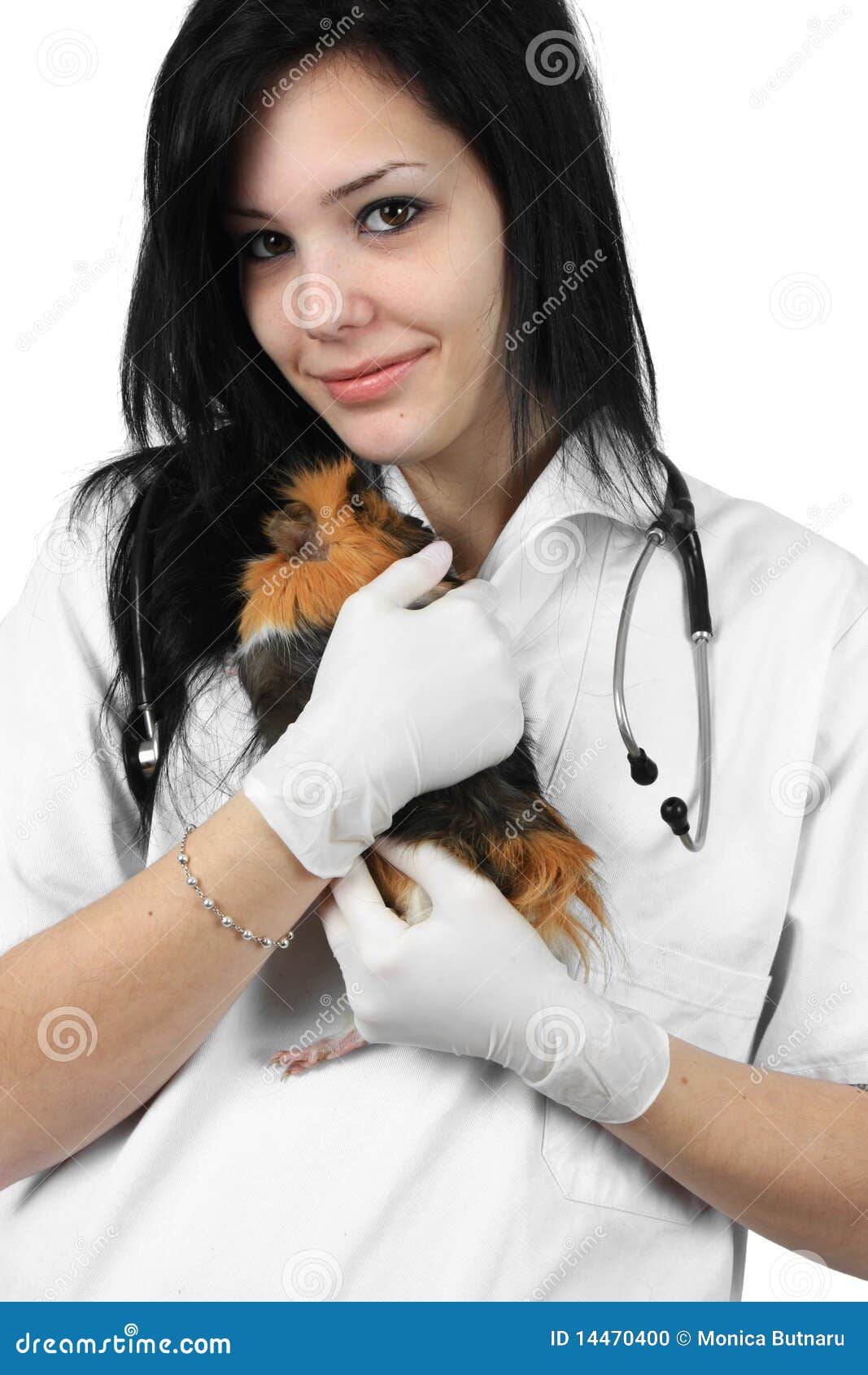 A Veterinarian Holding a Guinea Pig Stock Photo - Image of attractive