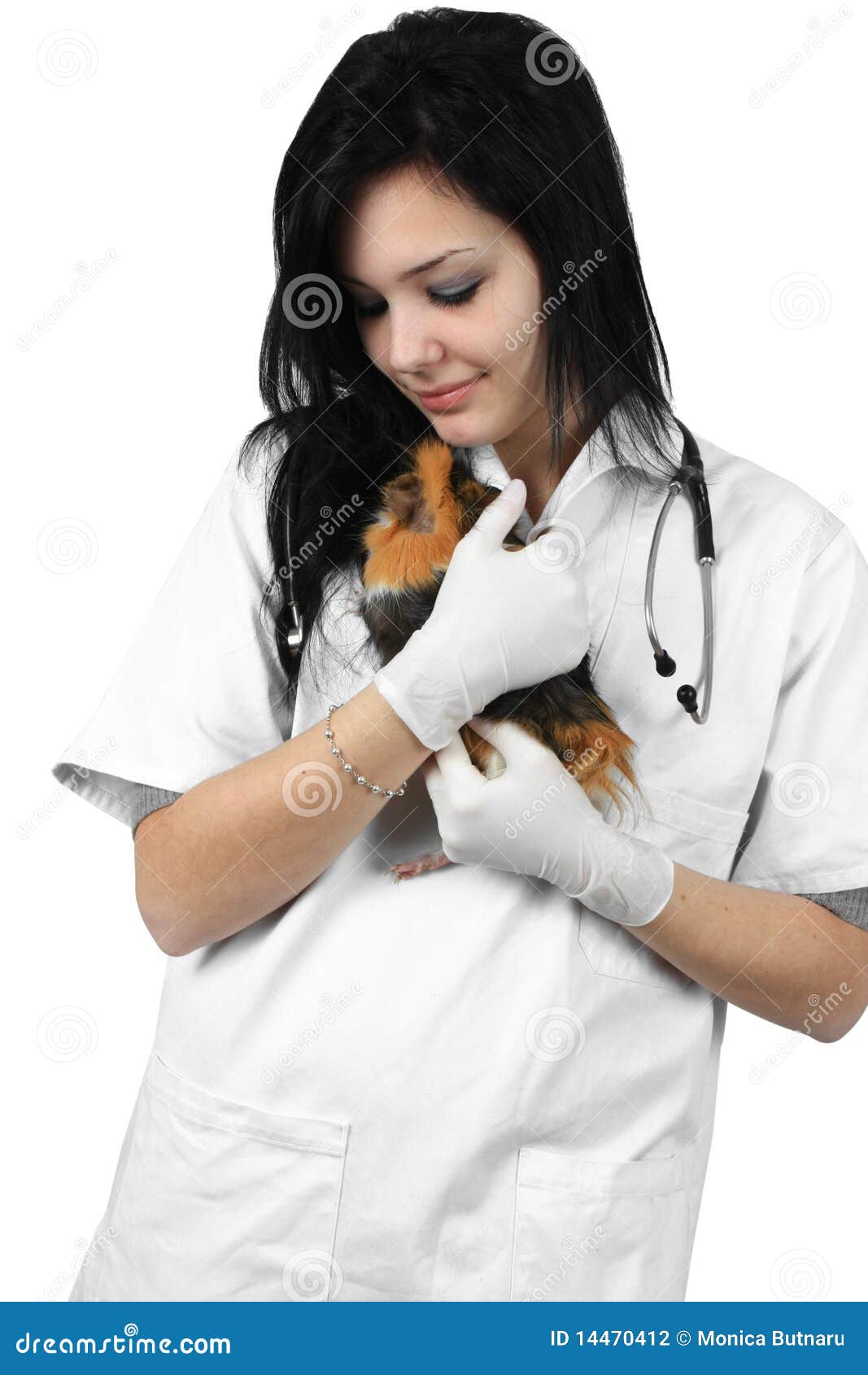 A Veterinarian Holding a Guinea Pig Stock Photo - Image of doctor