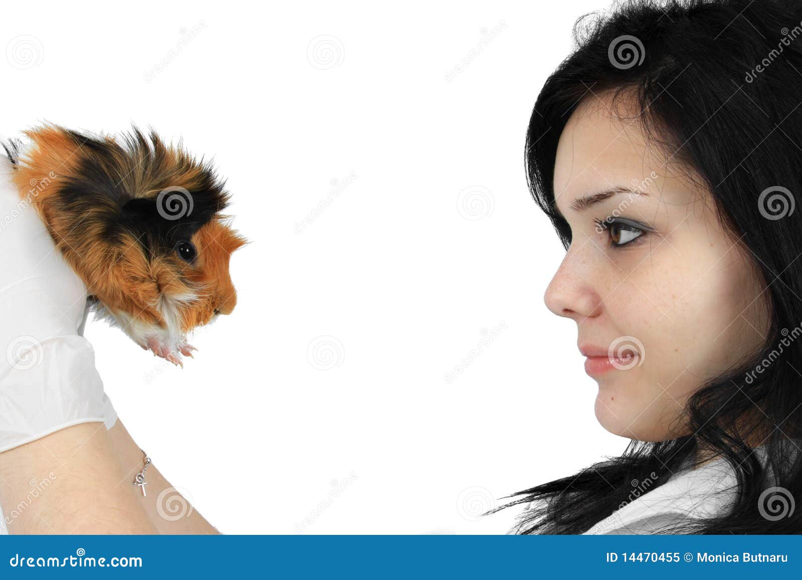 Guinea Pig At The Vet. Treatment Of White Guinea Pig RoyaltyFree Stock