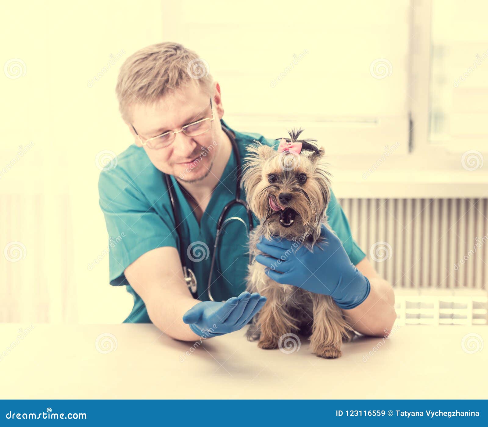 Veterinarian Holding Yorkshire Terrier Dog on Hands Stock Image - Image ...