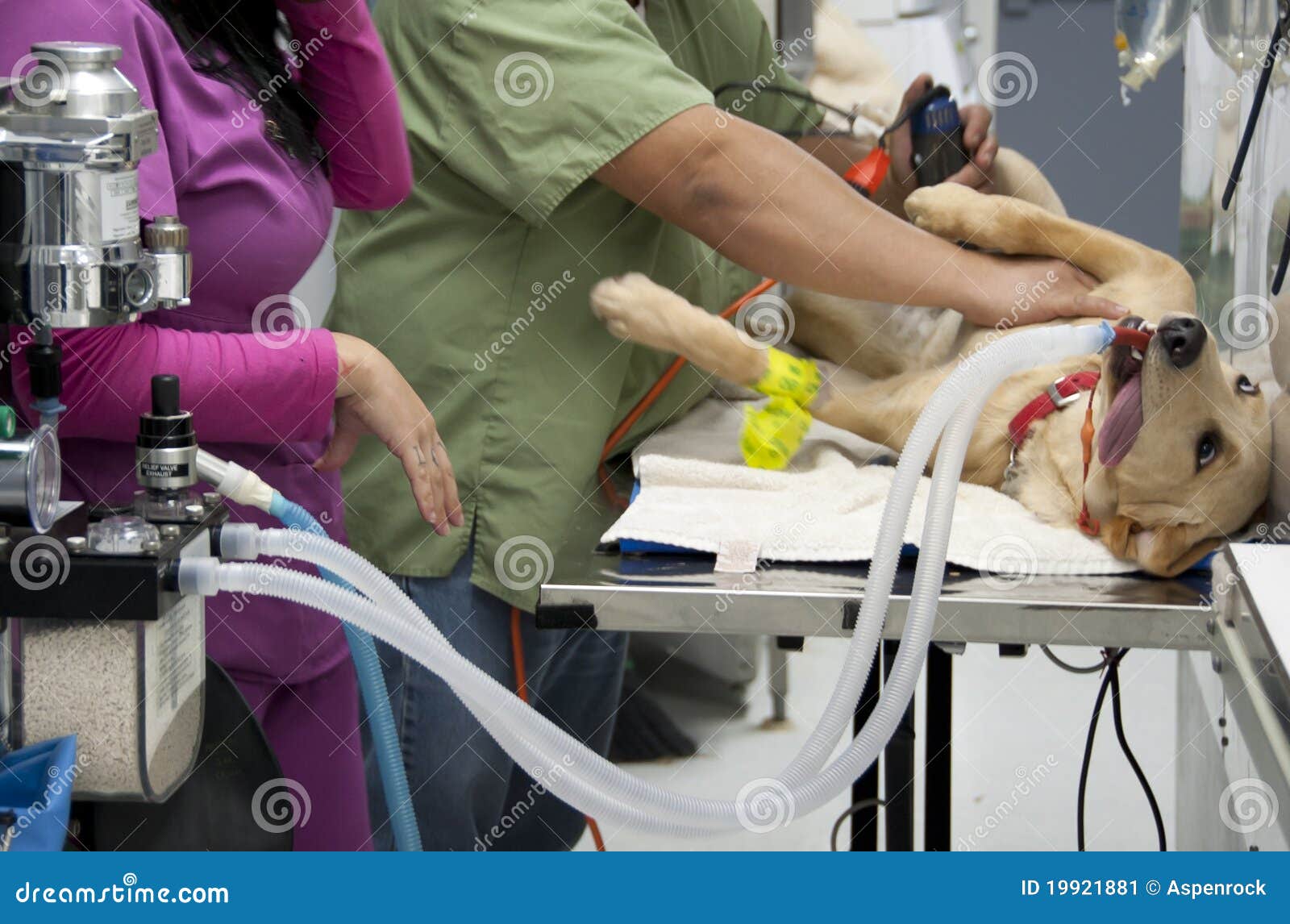 At the Veterinarian Hospital Stock Image Image of table, hold 19921881