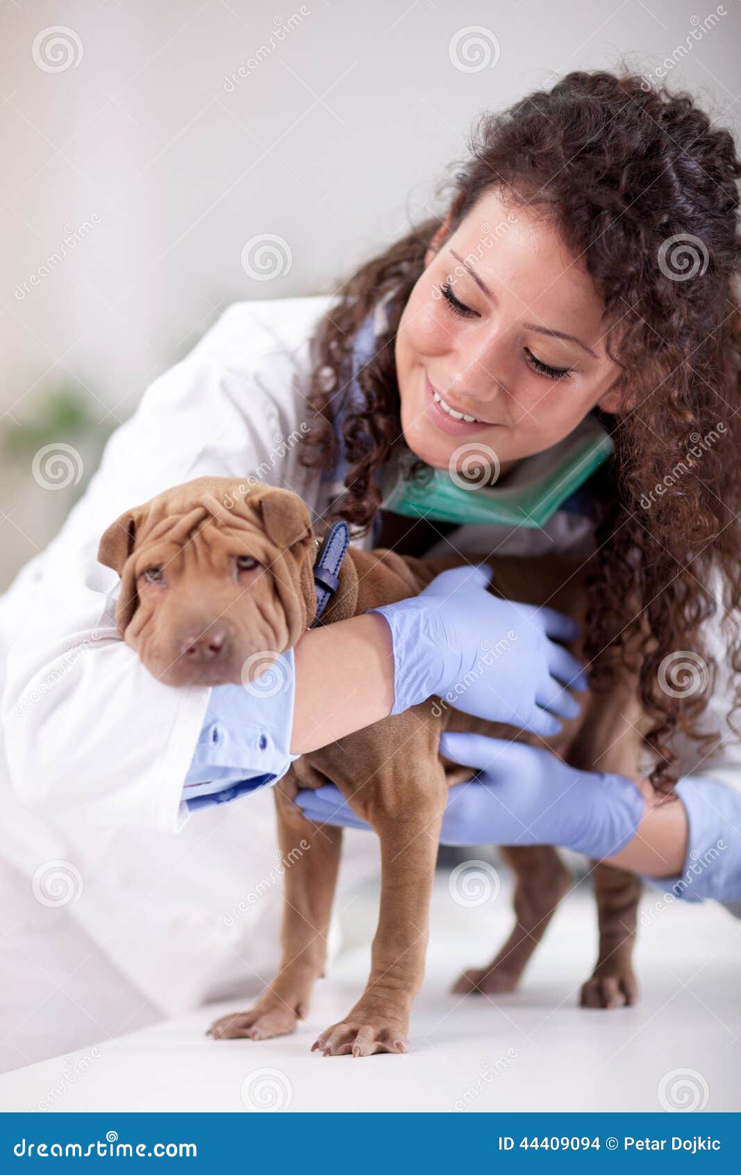 Veterinarian Hugging Shar Pei Dog Stock Photo Image of patient