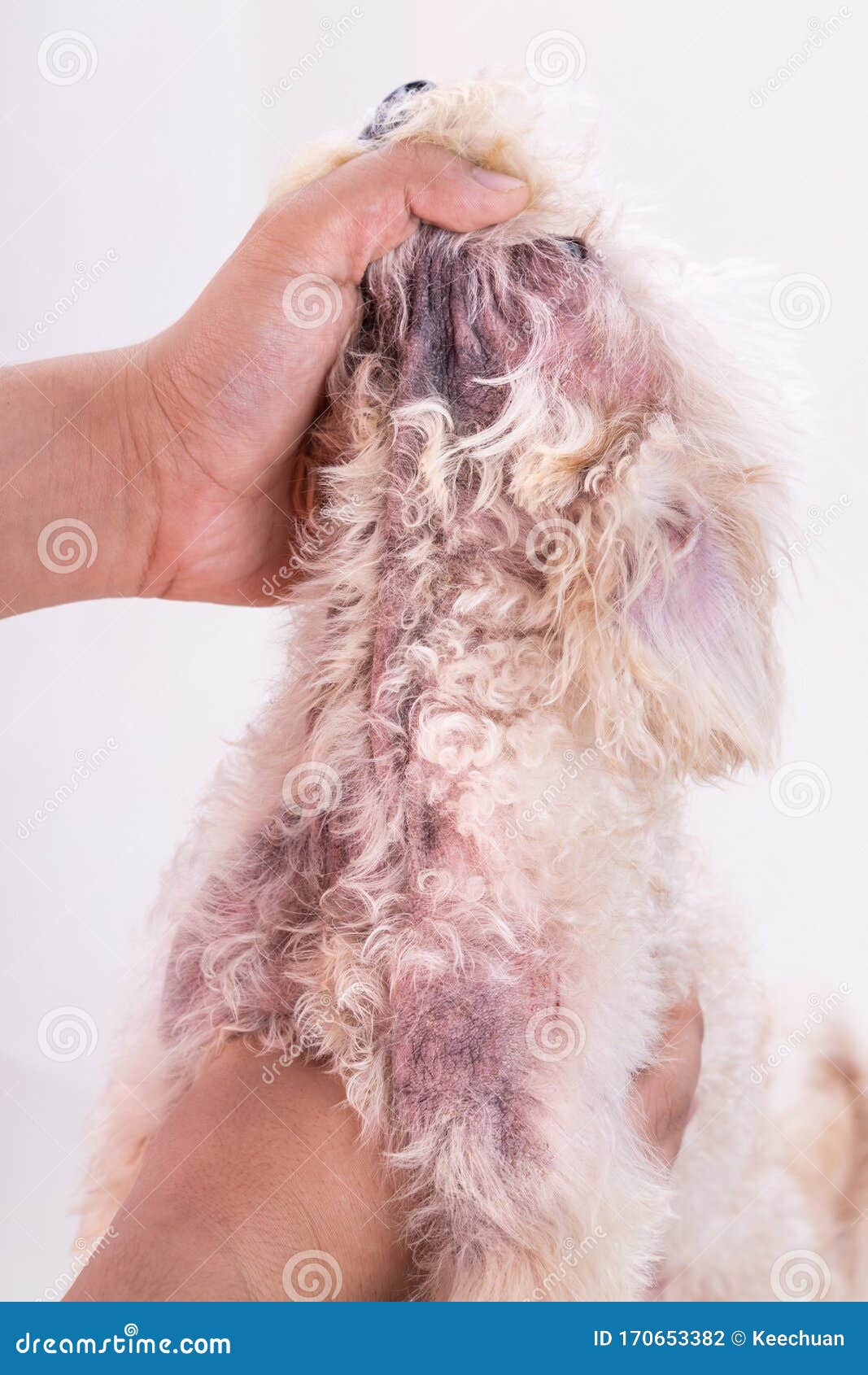 Veterinarian Inspecting Dog With Skin Irritation With Yeast Fungal