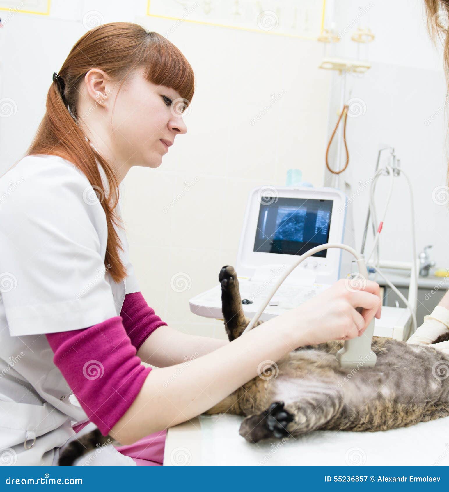 veterinarian performed an ultrasound examination a cat