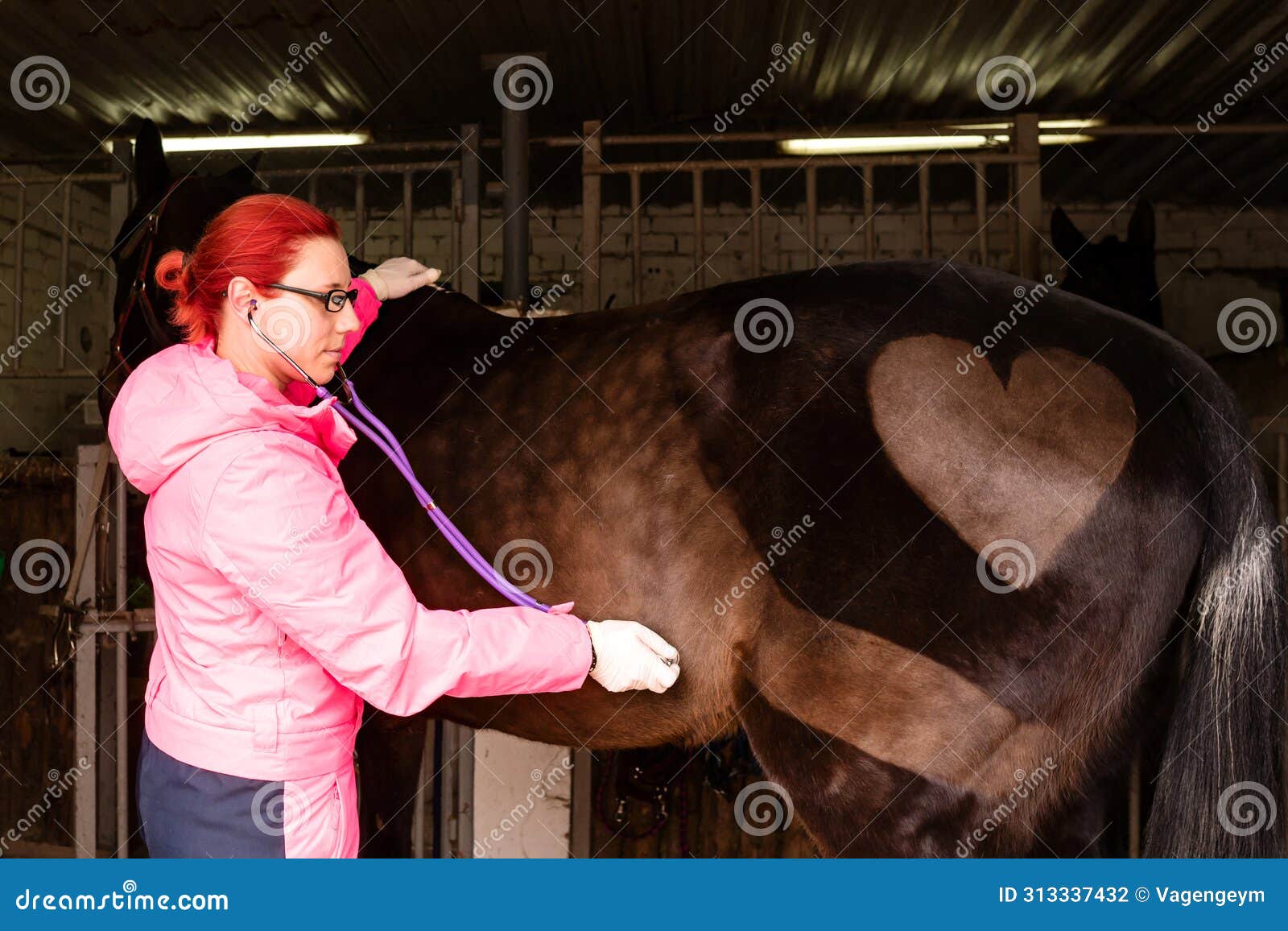 veterinarian performing cardiac auscultation on horse
