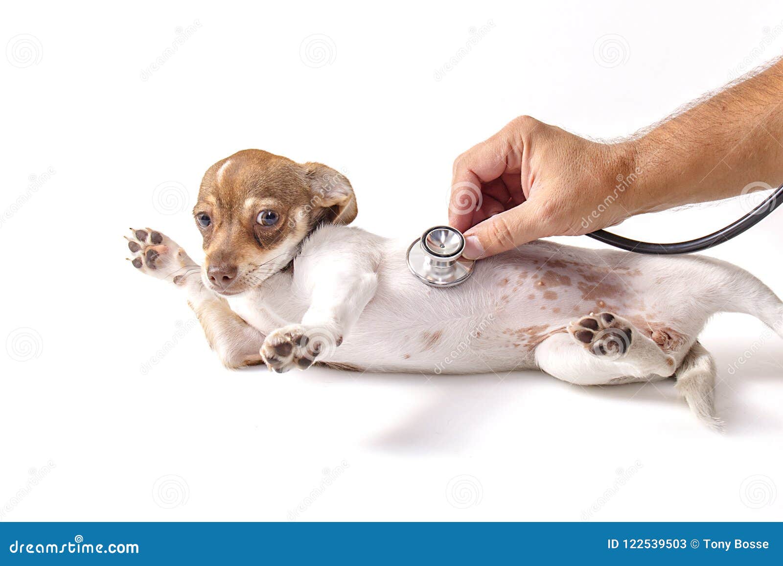 veterinarian pets checkup