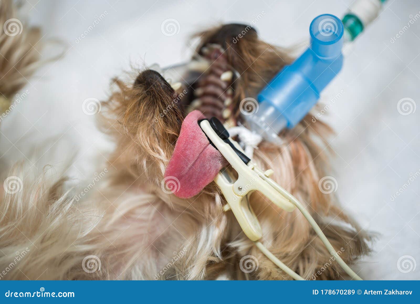 Veterinarian is Preparing a Dog for Surgery. Stock Image Image of