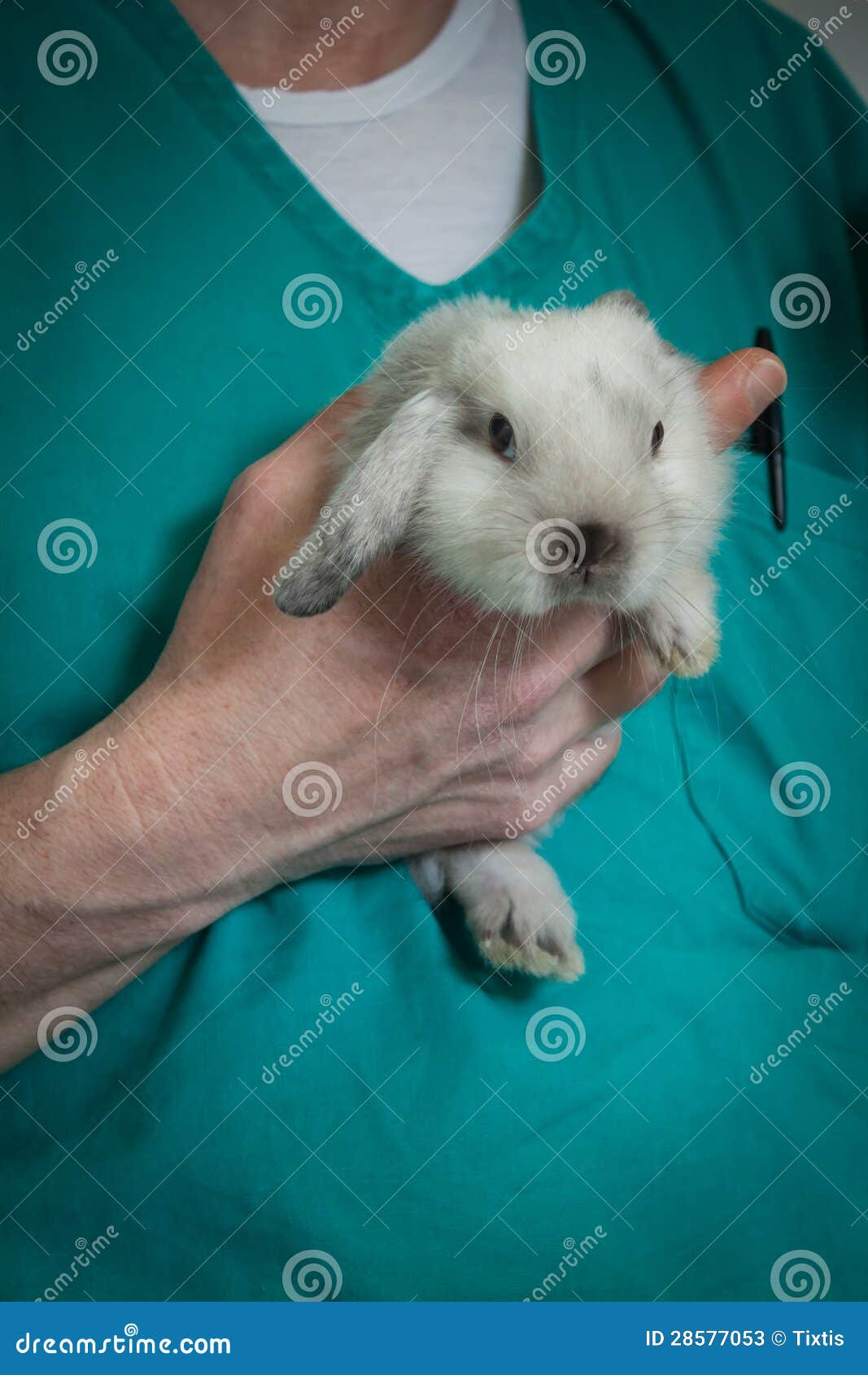 Veterinarian with a rabbit stock image. Image of breed 28577053