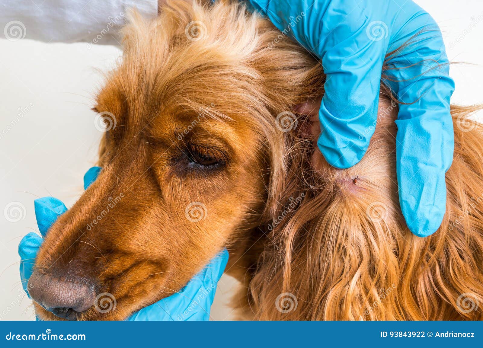 Veterinarian removing a tick from the Cocker Spaniel dog. Veterinarian doctor removing a tick from the Cocker Spaniel dog - animal and pet veterinary care concept