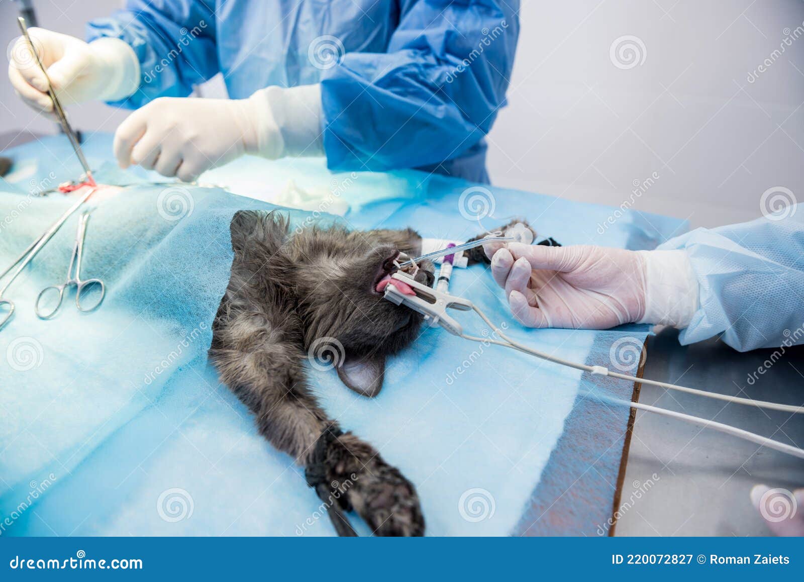 Veterinarian Surgeons in Operating Room Doing Cat Neutering Stock Image