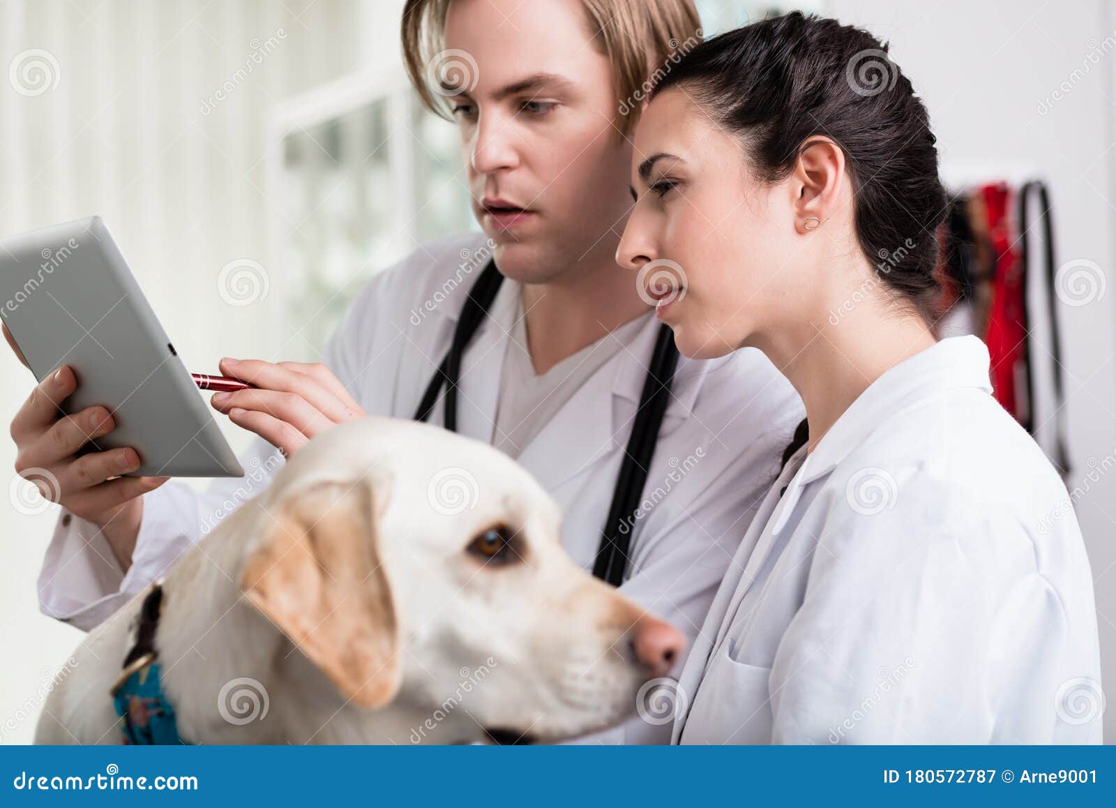 Veterinarian Using Digital Tablet Stock Image Image of connection