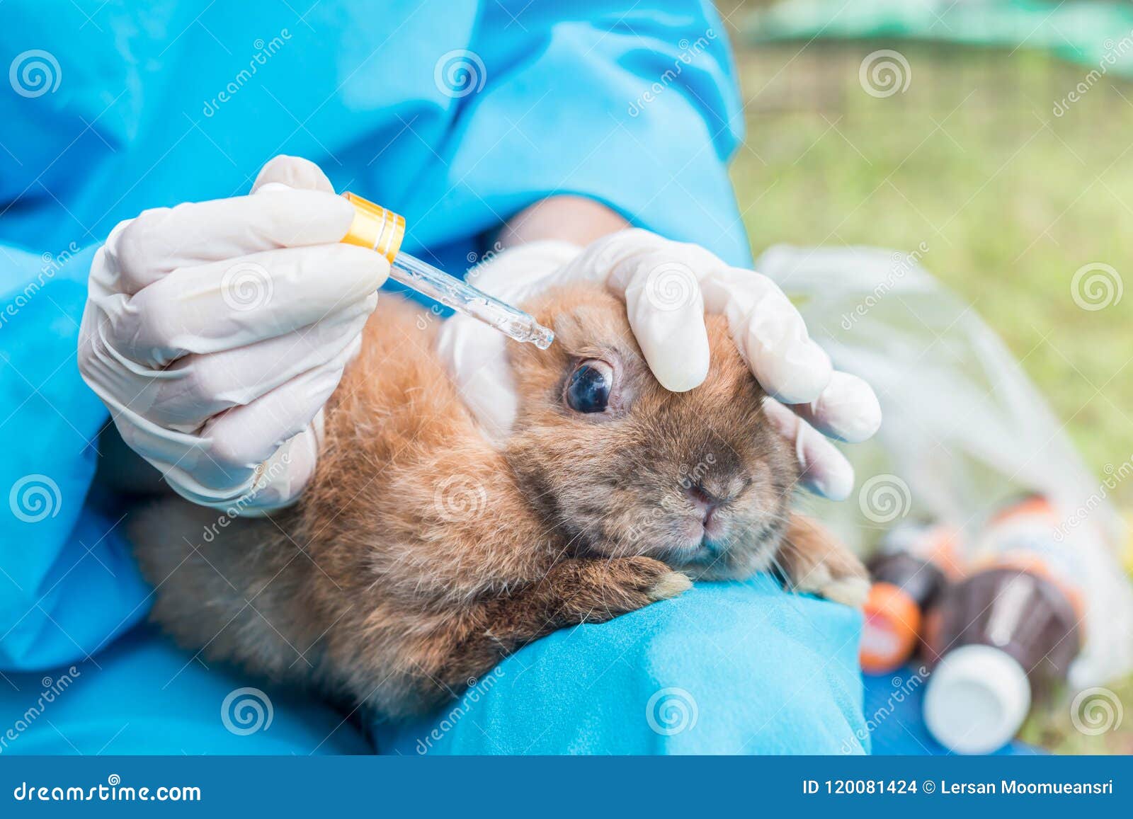 The Veterinarian Using Eye Drops for Treatment a Rabbit. Stock Photo