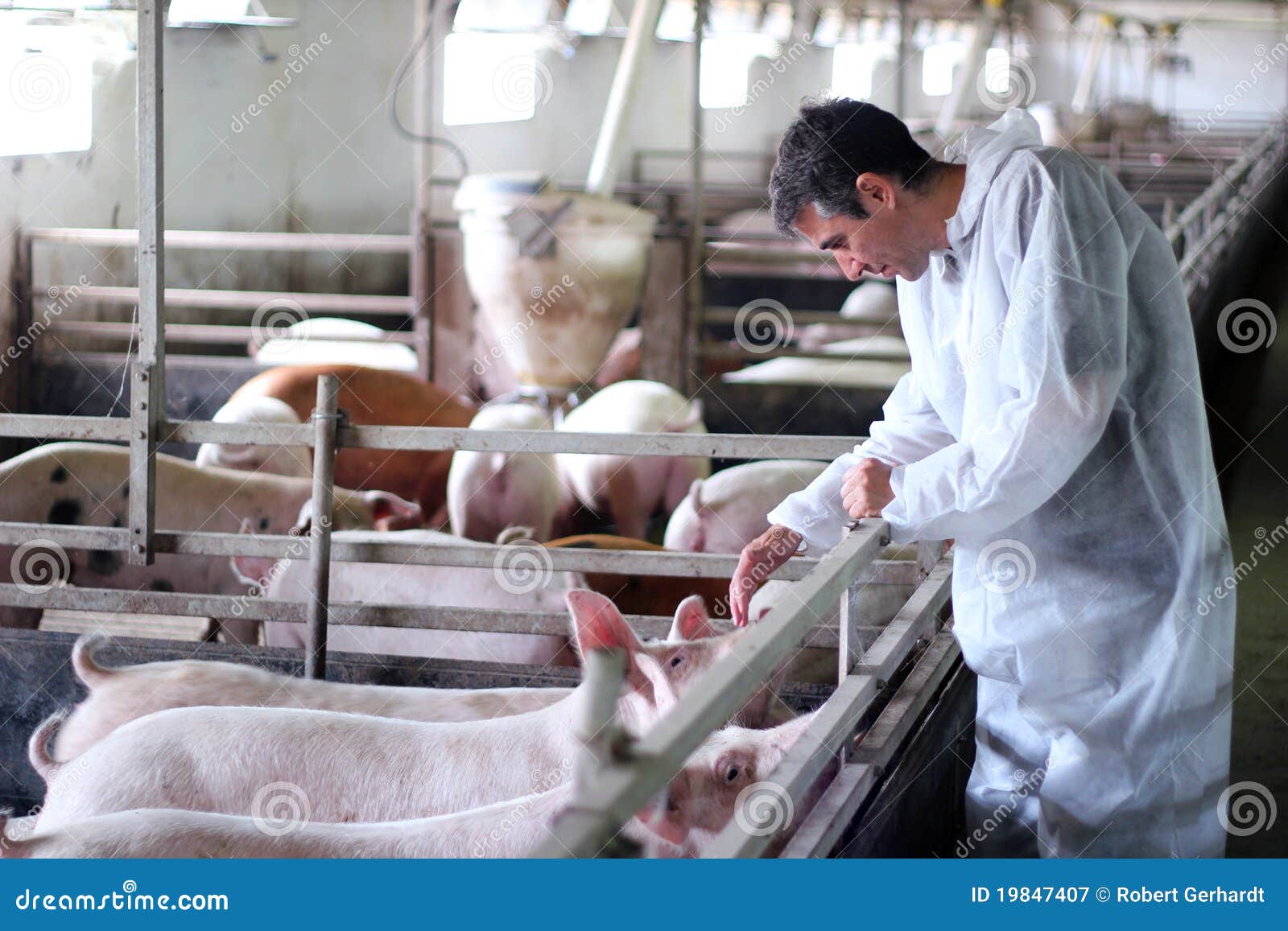 Veterinarian At Work stock image. Image of breed, feeding 19847407