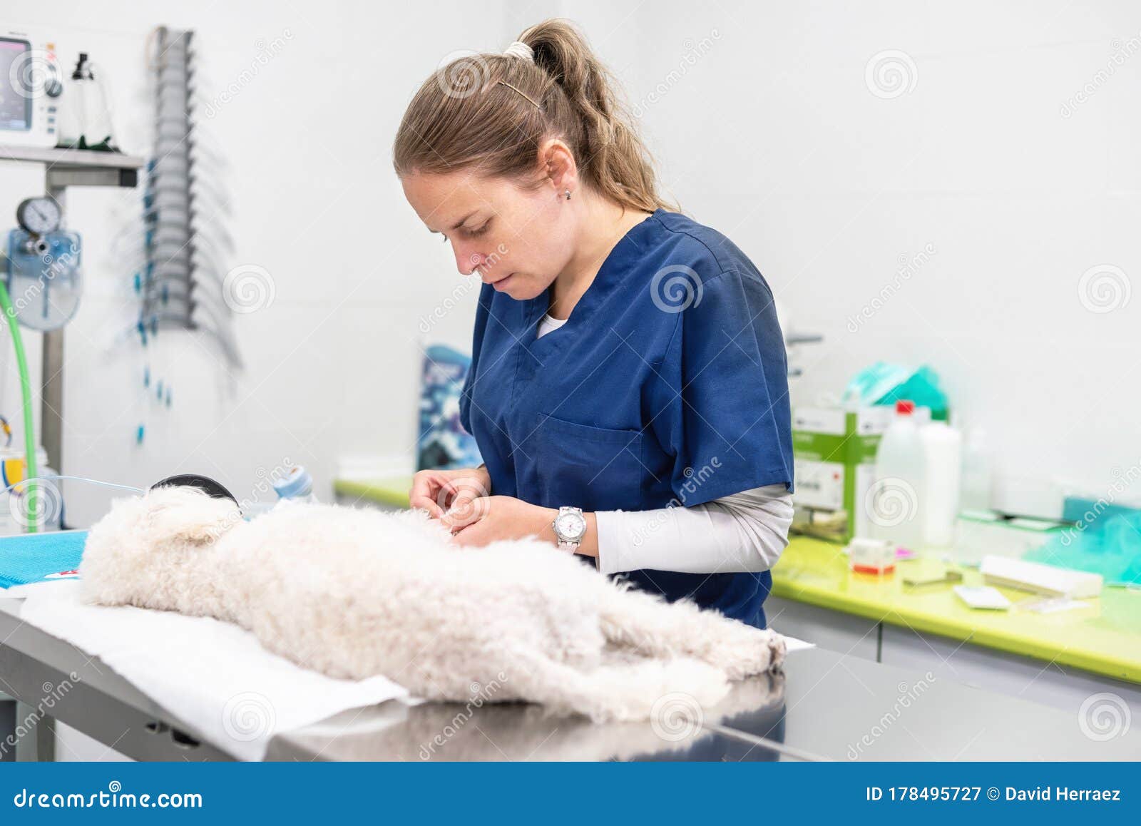 Veterinarian at Work, Examining a Dog. Stock Image Image of beautiful, indoor 178495727