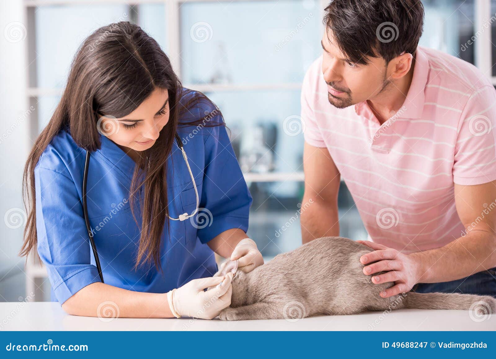 Veterinarian stock image. Image of clinic, adult, domestic 49688247