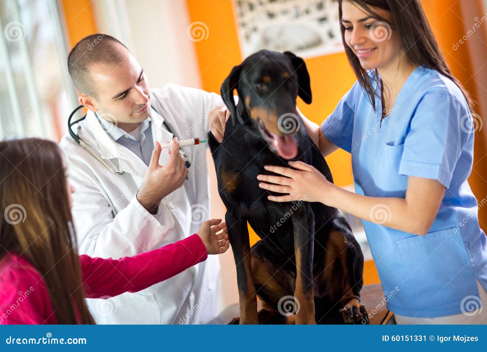 veterinarians curing great done dog in vet clinic