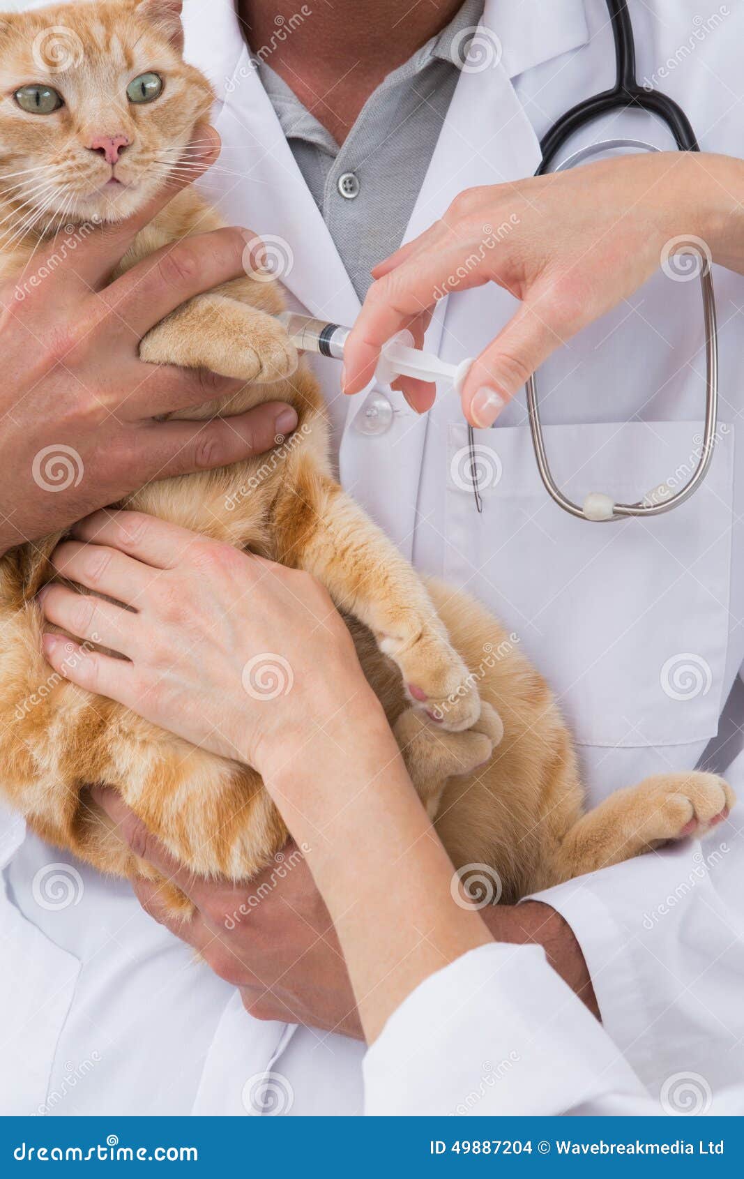 veterinarians doing injection at a cat