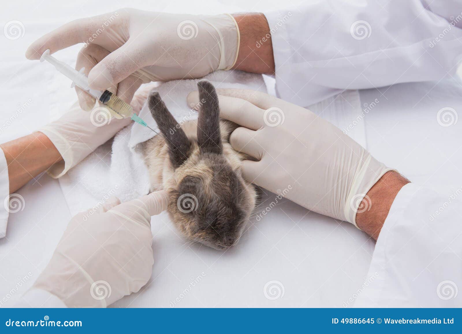 veterinarians doing injection at a rabbit