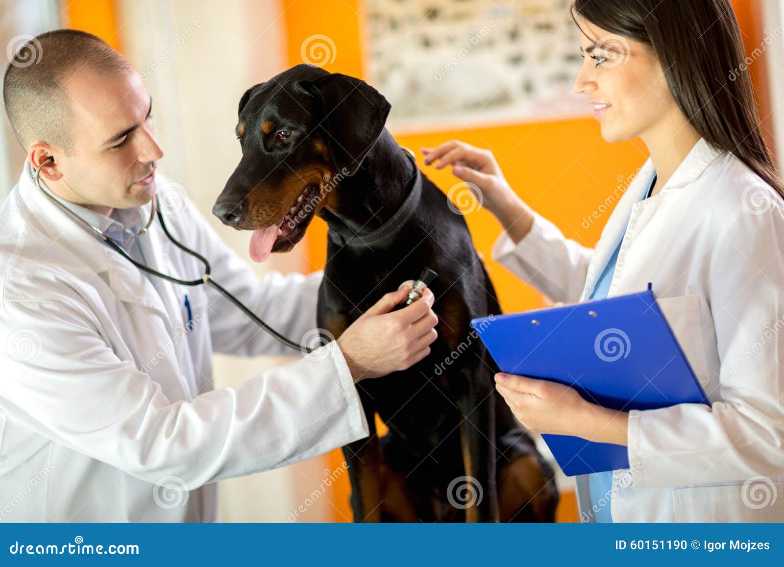 veterinarians listen with stethoscope great done dog with stetho
