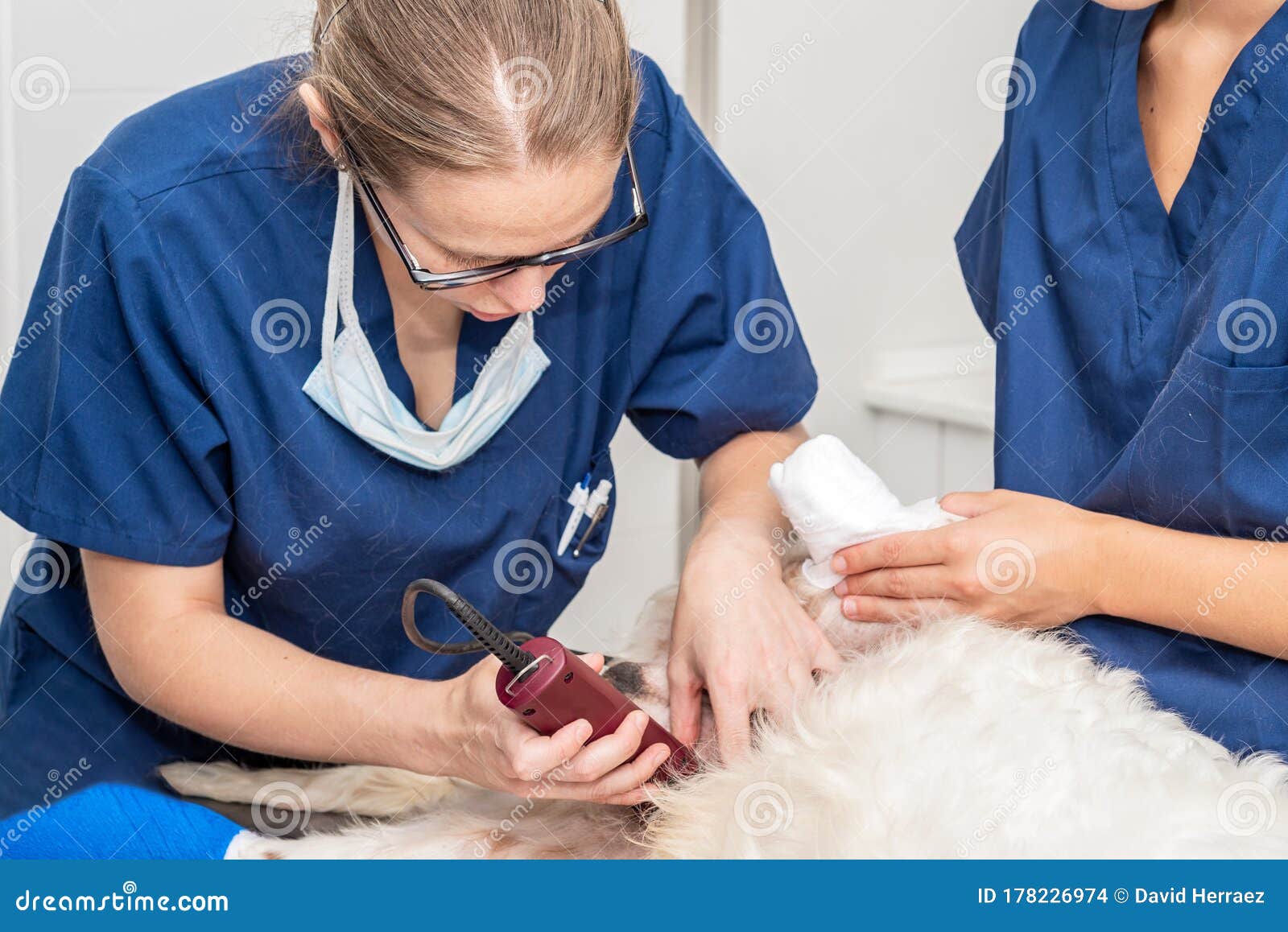 Veterinarians Shaving Sick Dog and Preparing for Intervention. Stock