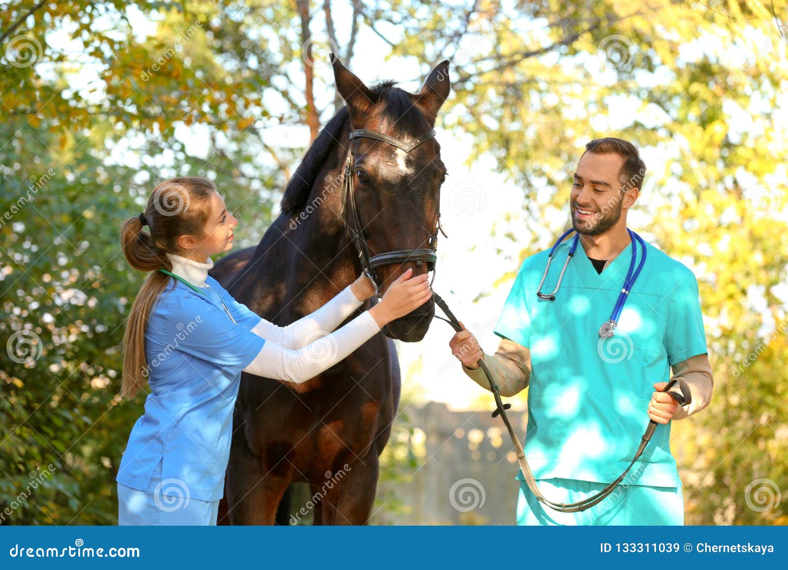 Veterinarians in Uniform with Beautiful Brown Horse Stock Image Image