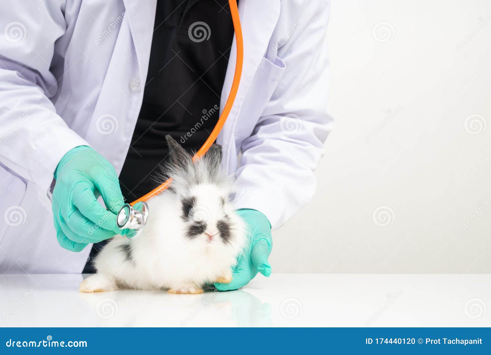 Veterinarians Use Stethoscope To Check the Fluffy Rabbit Heart and Lung in  Clinics. Concept of Animal Healthcare with a Stock Photo - Image of  examination, doctor: 174440120