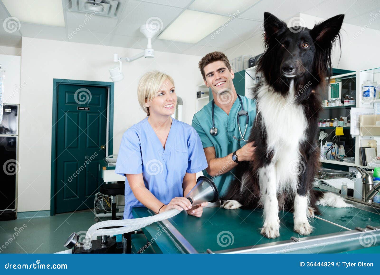 Veterinario Joven Doctors Con El Perro Imagen de archivo Imagen de