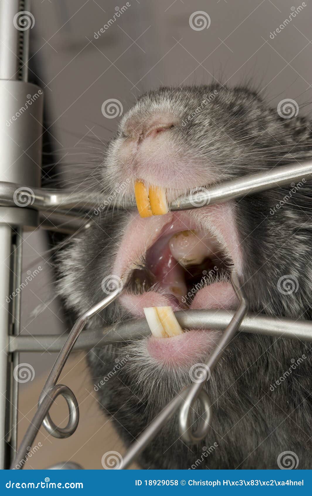 Veterinary stock photo. Image of doctor, fauna, practice - 18929058, image size:1065x1690