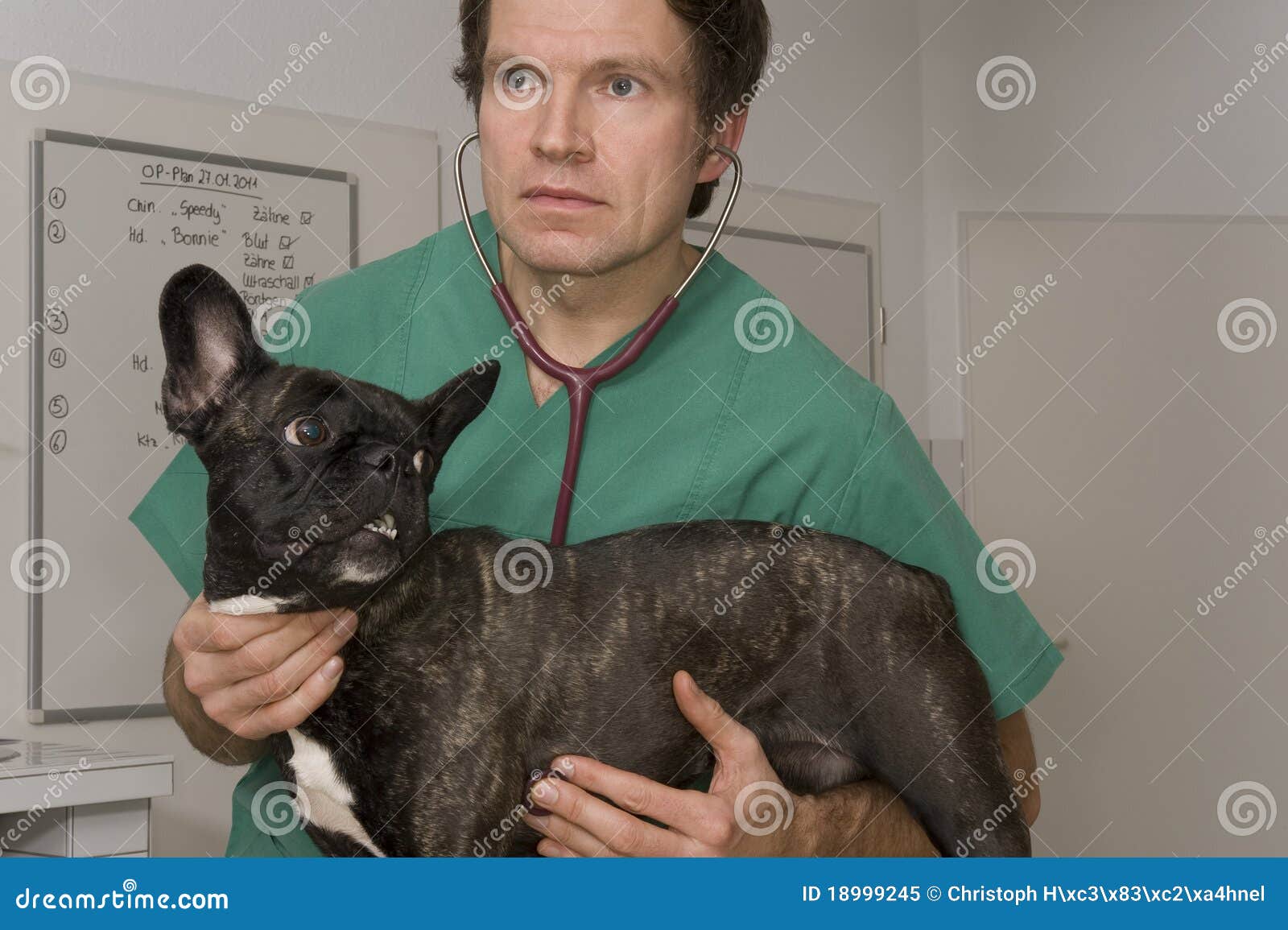 Veterinary stock image. Image of doctor, investigation 18999245