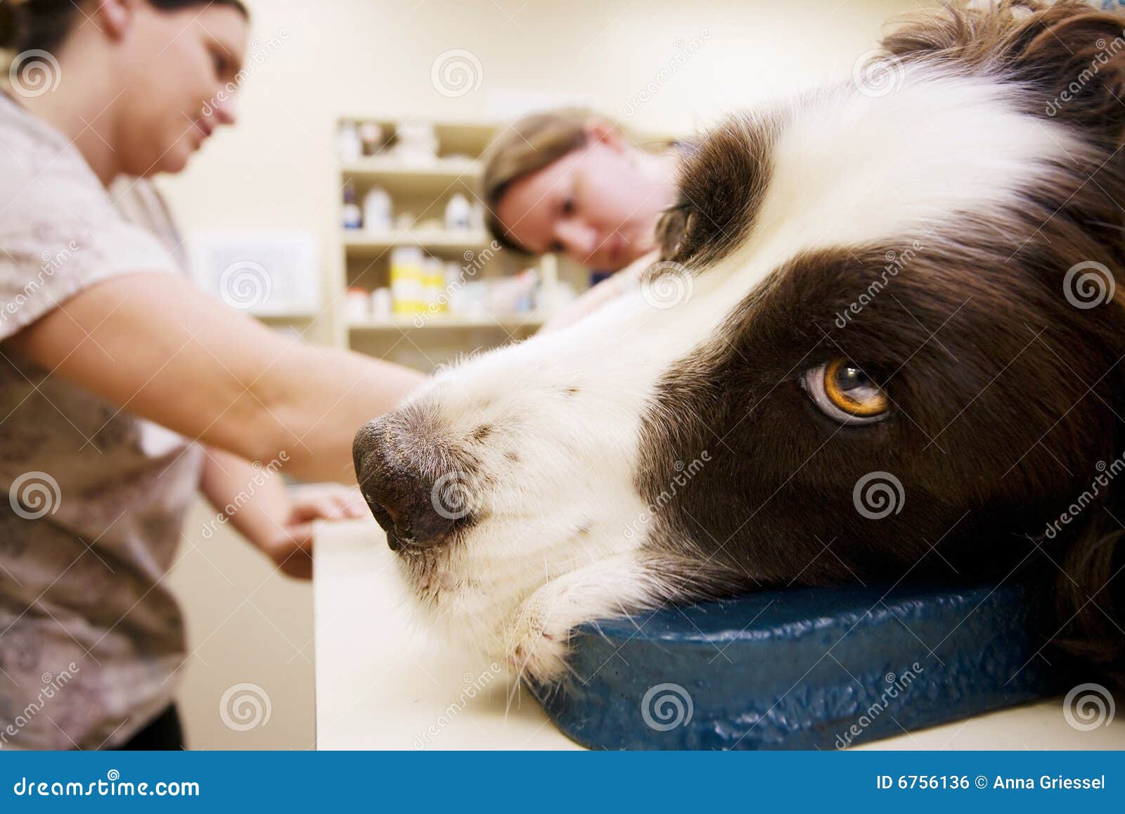 veterinary assistants and dog