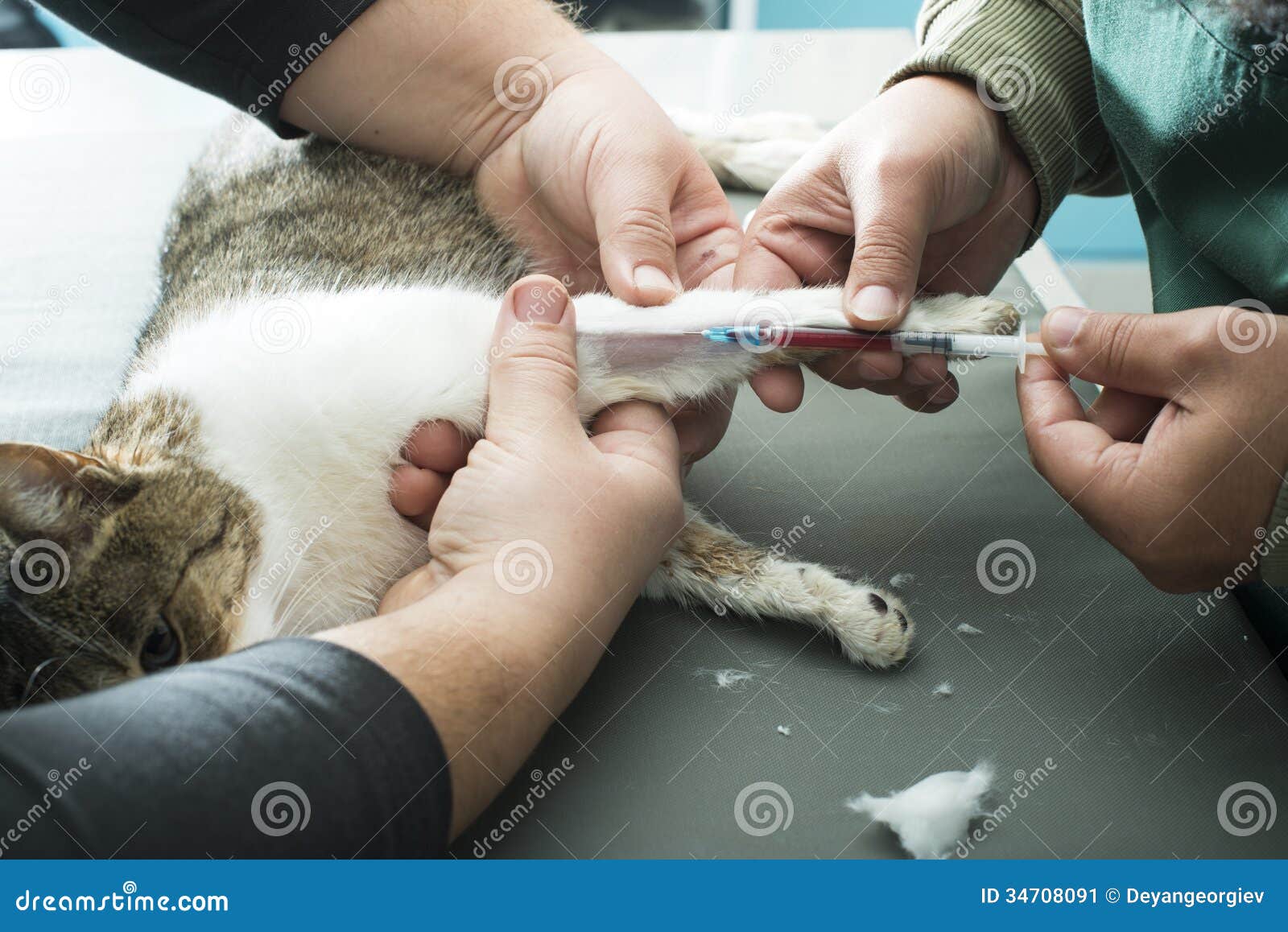 Veterinary Blood test stock image. Image of discovery 34708091