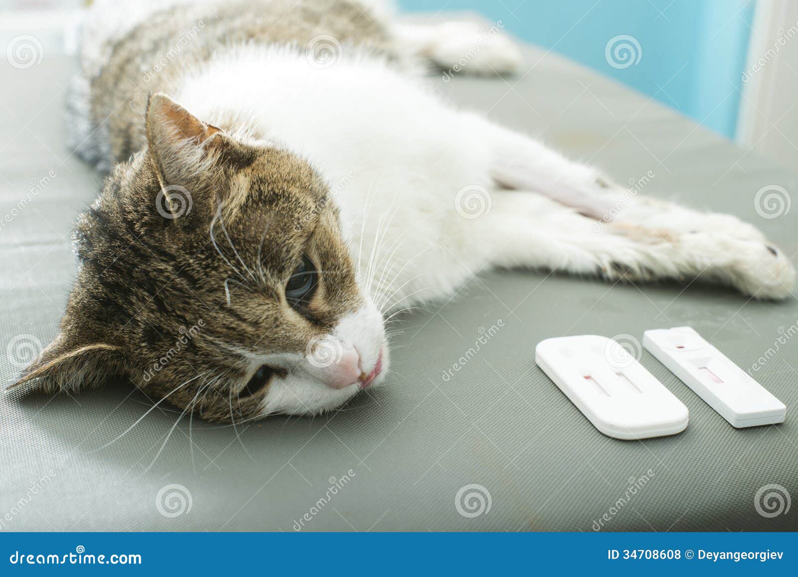 Veterinary Blood test stock photo. Image of equipment 34708608