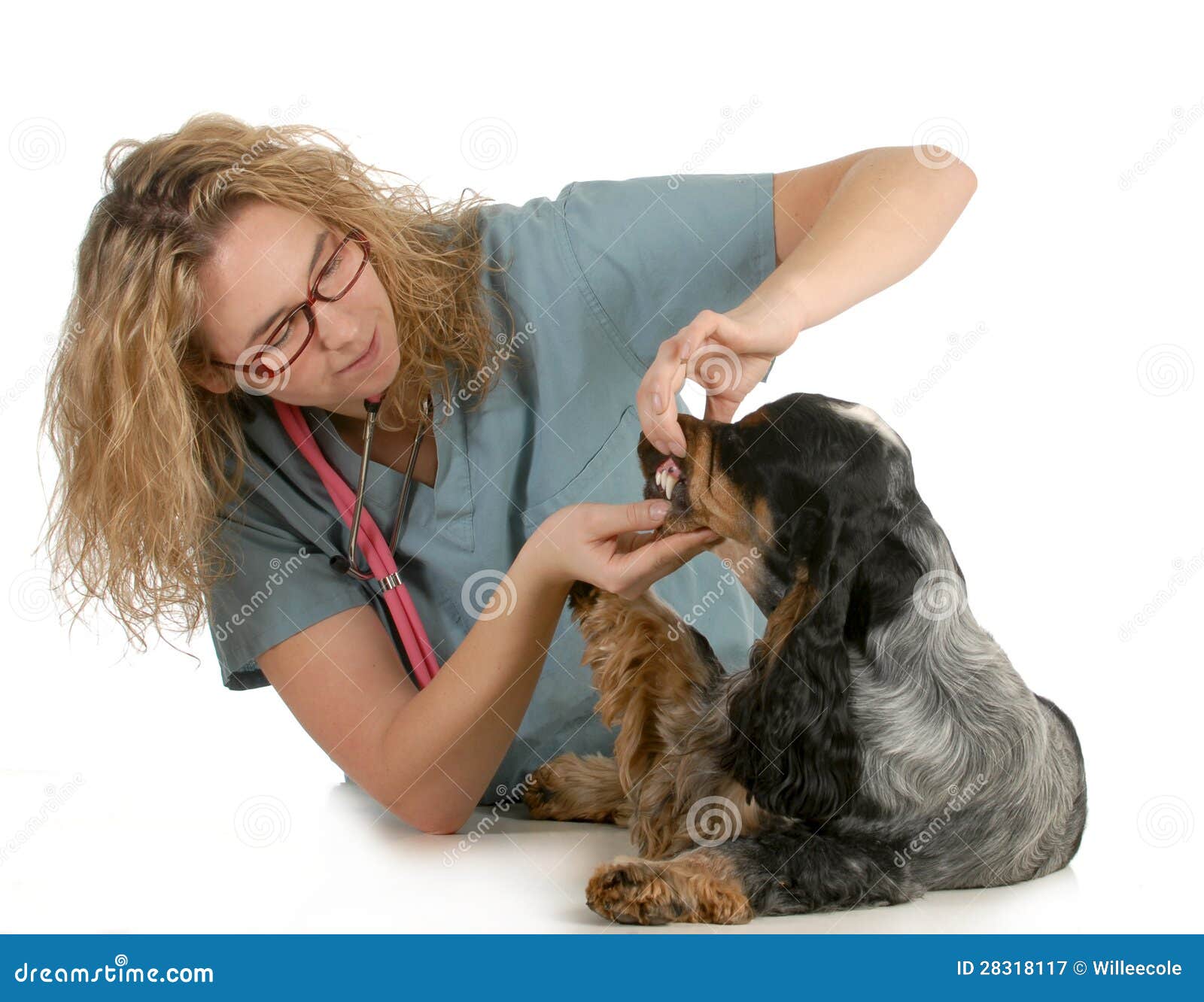 free veterinary care