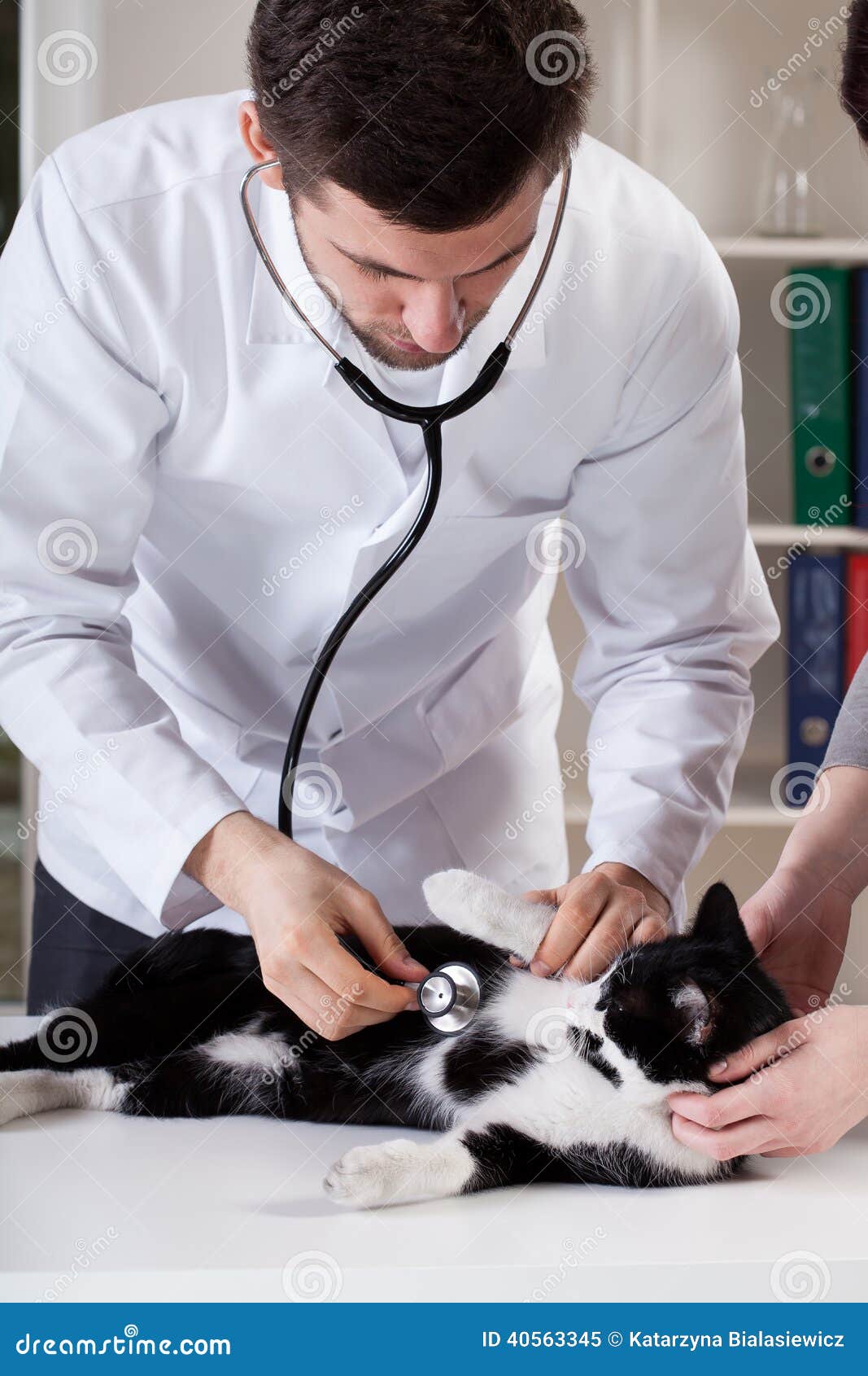 Veterinary caring of a cat stock image. Image of check 40563345