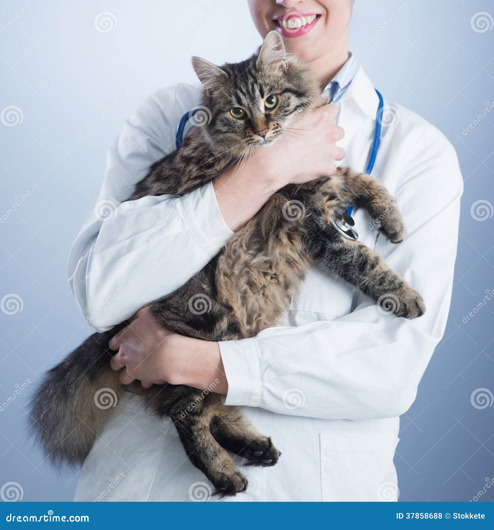 Veterinary and cat stock photo. Image of medical, beautiful 37858688