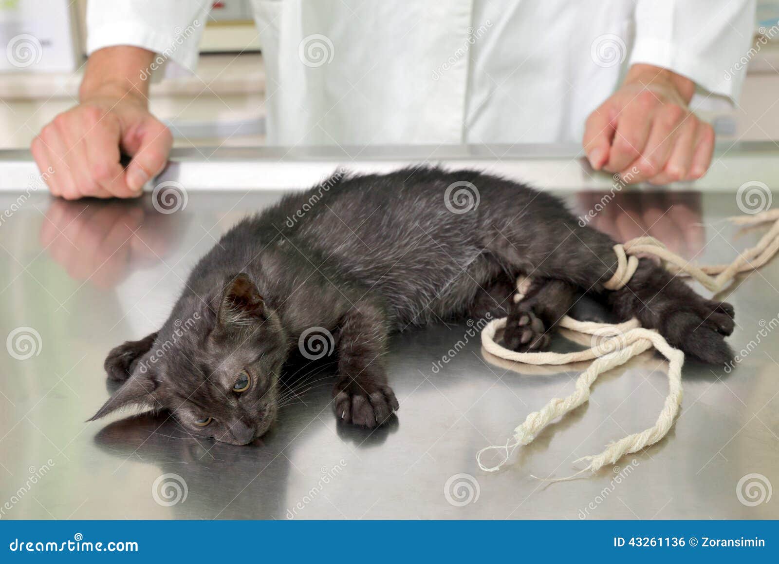 Veterinary, cat surgery stock photo. Image of closeup 43261136