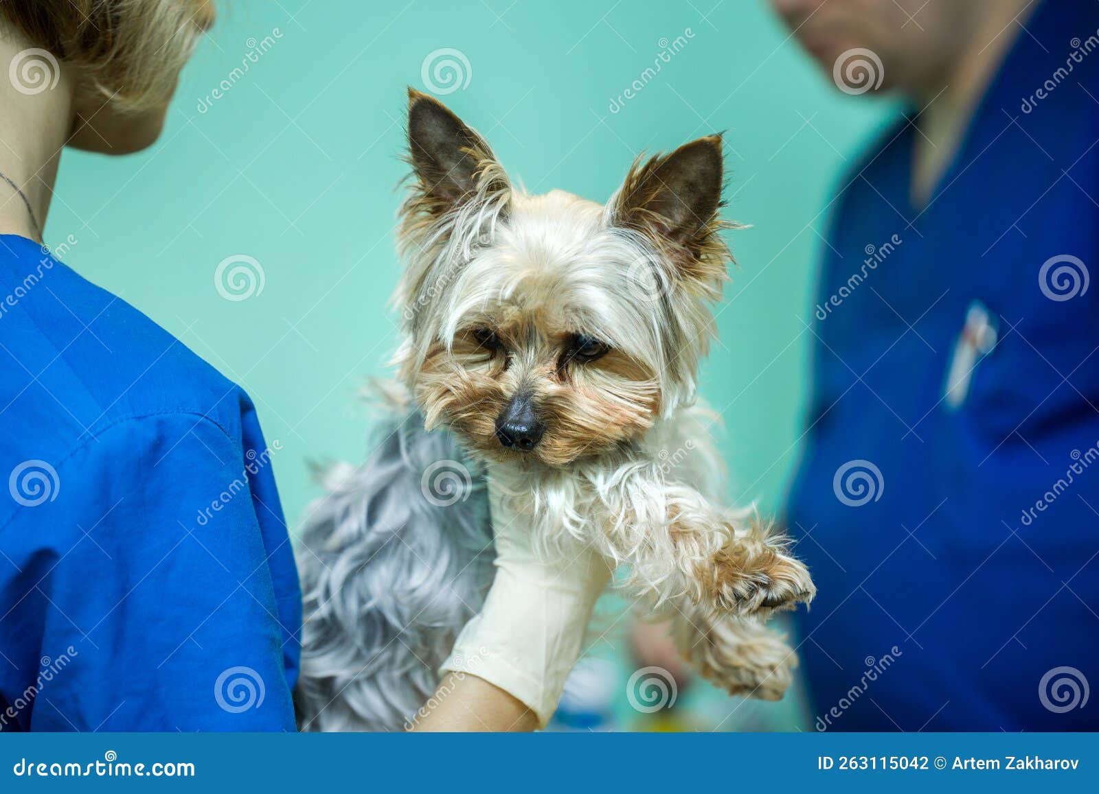 Veterinary Clinic for Dogs with a Catheter. Stock Photo Image of