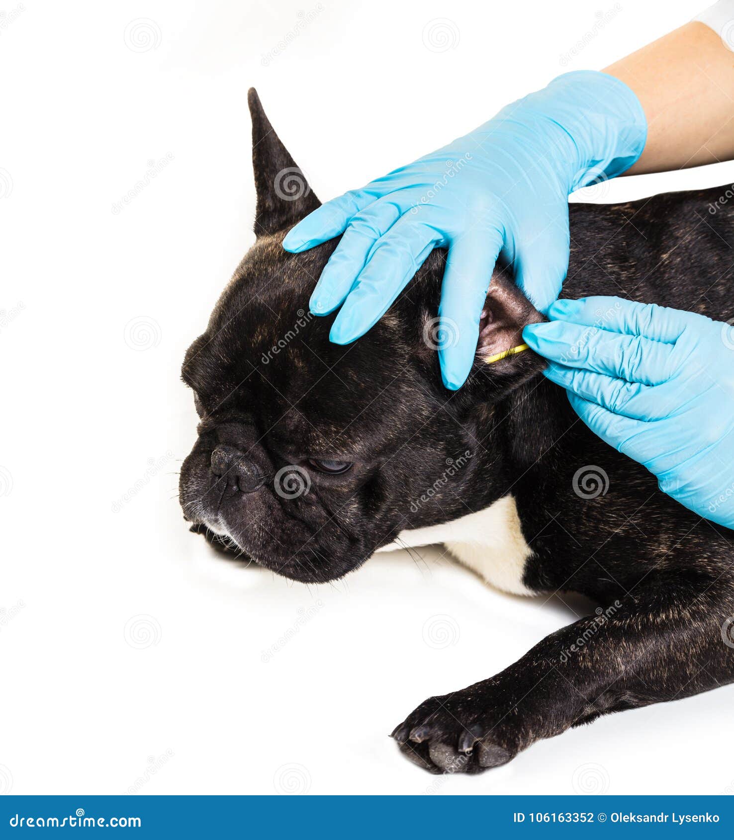 French Bulldog Making A Cleaning Ears Stock Photo Image