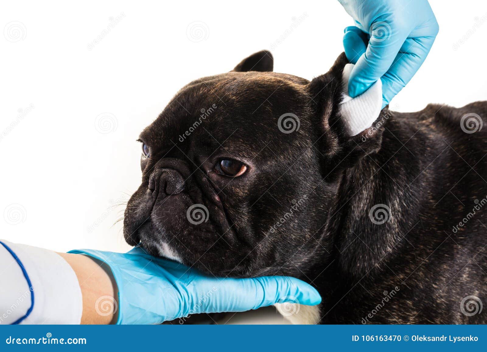 French Bulldog Making A Cleaning Ears Stock Photo Image