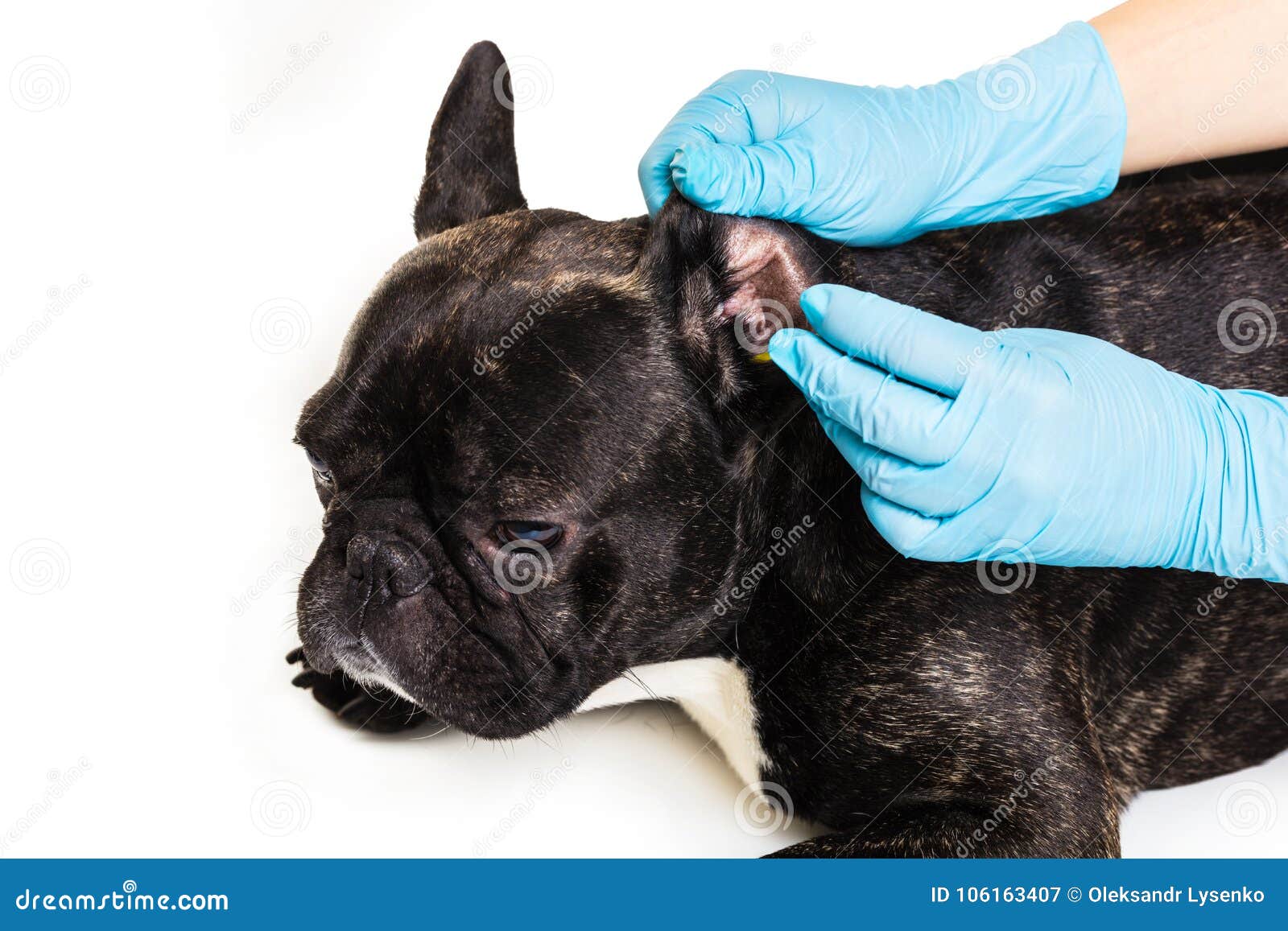 French Bulldog Making A Cleaning Ears Stock Image Image