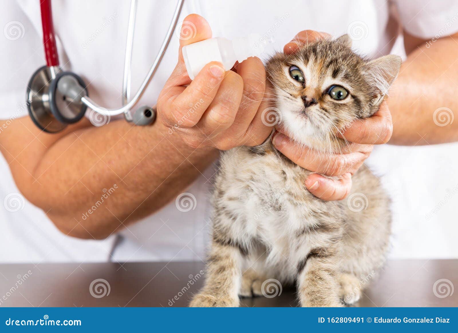 Veterinary Clinic with a Kitten Stock Image Image of care, kitten 162809491