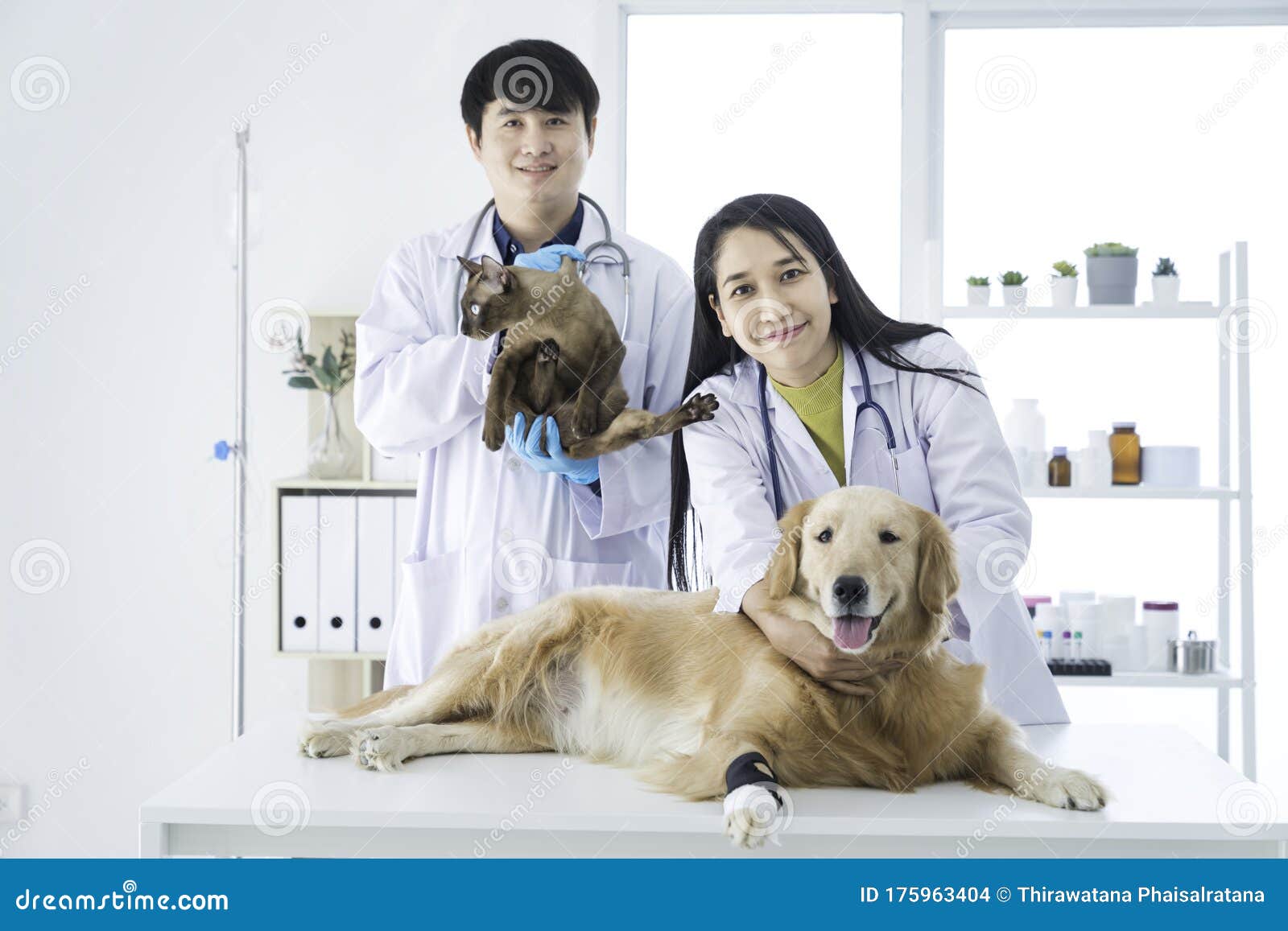 Veterinary Concept. Dogs and Cats Vet in the Hospital. Vet Examining Golden Retriever Dog and Cat. Animal Clinic Stock Photo - Image of mammal, equipment: 175963404 Veterinary Concept. Dogs and Cats Vet in the Hospital. Vet Examining Golden Retriever Dog and Cat. Animal Clinic Stock Photo - Image of mammal, equipment: 175963404