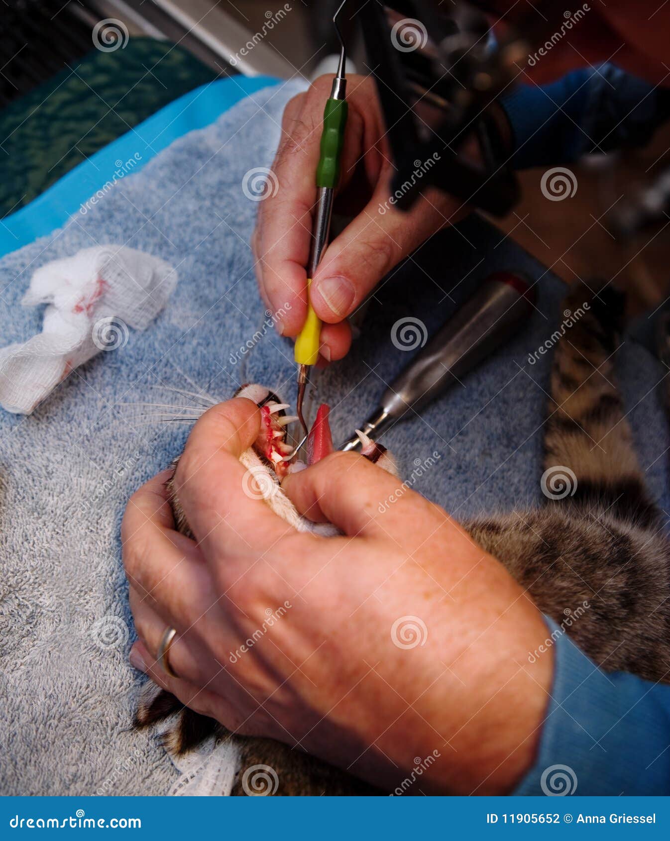 Veterinary Dentistry stock photo. Image of tube, feline 11905652