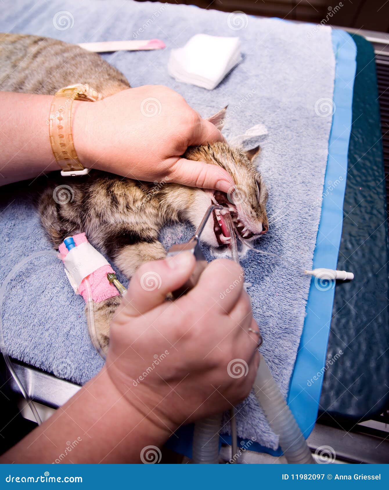 Veterinary Dentistry stock image. Image of water, tooth 11982097