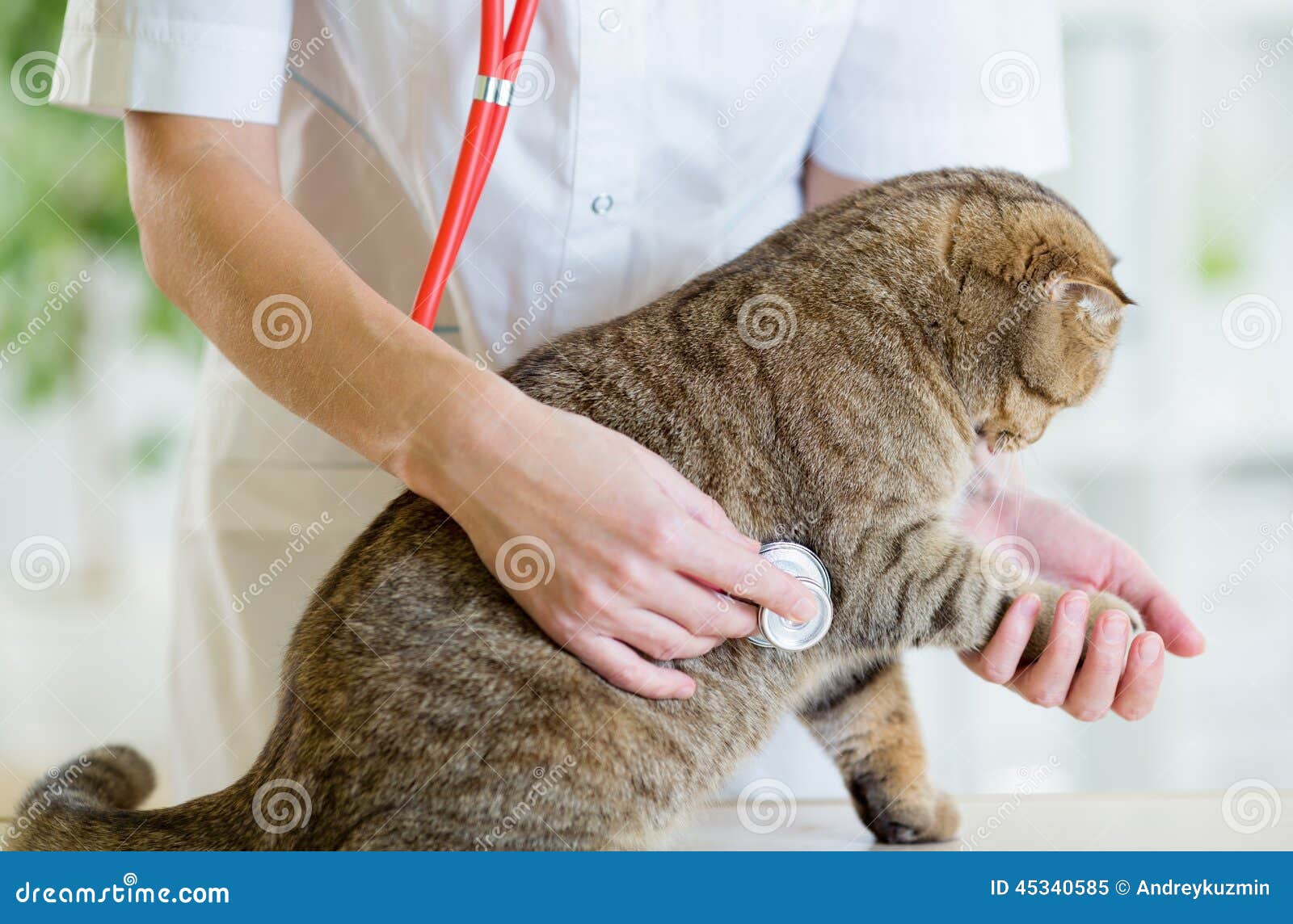 Veterinary Doctor Pet Checkup with Stethoscope in Stock Image Image