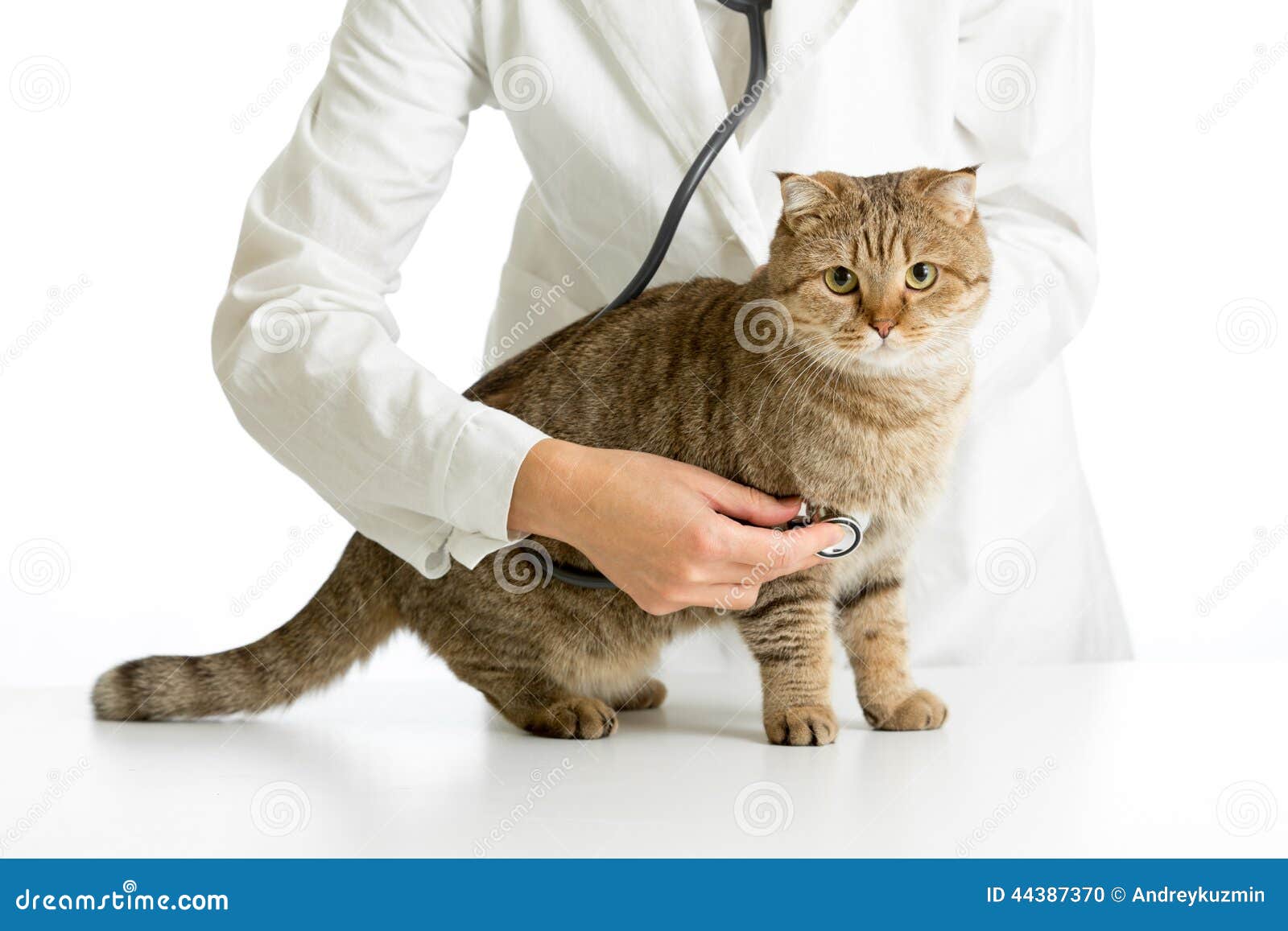 veterinary doctor with stethoscope and cat