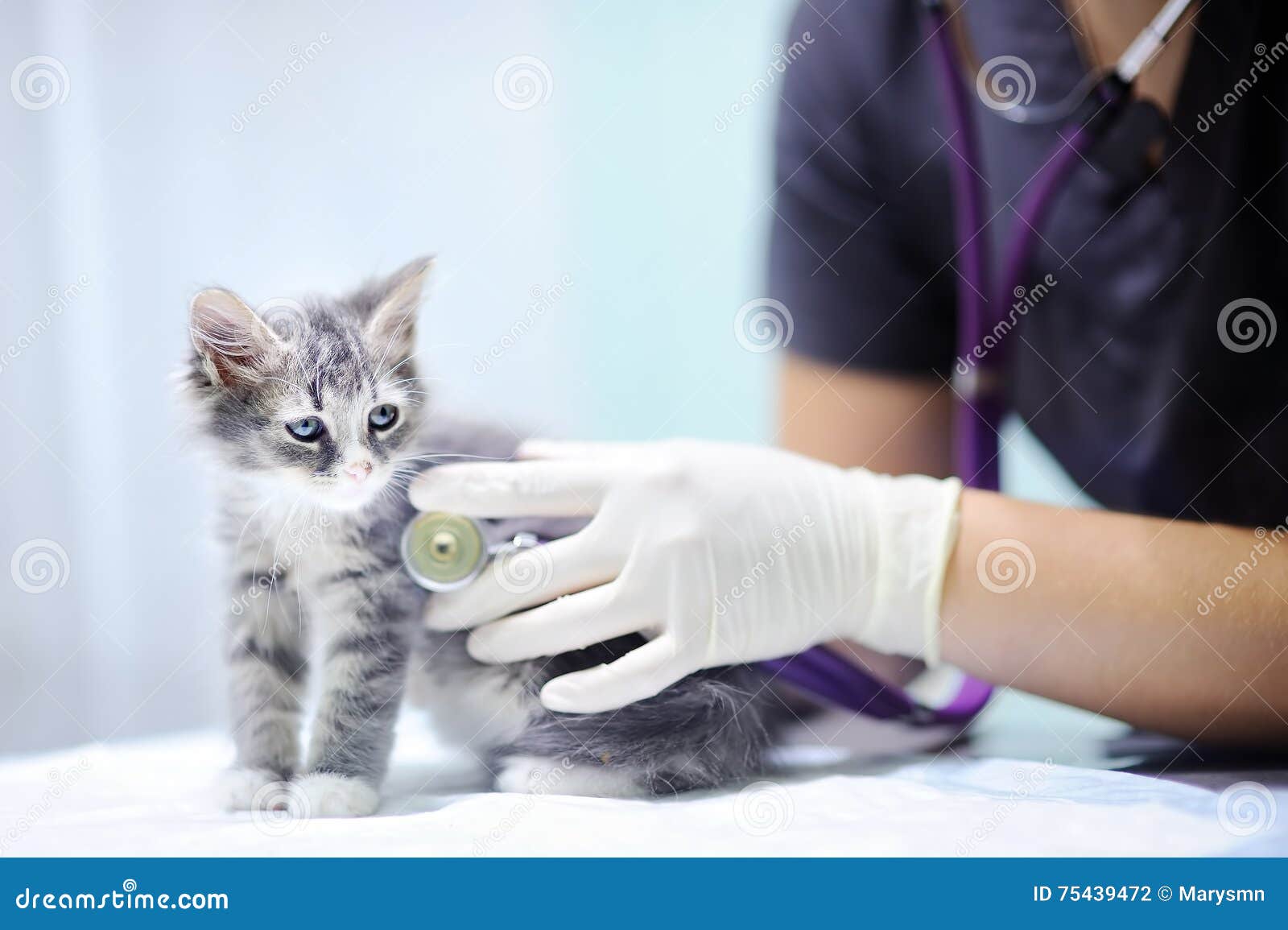 Veterinary Doctor Using Stethoscope for Kitten Stock Photo Image of