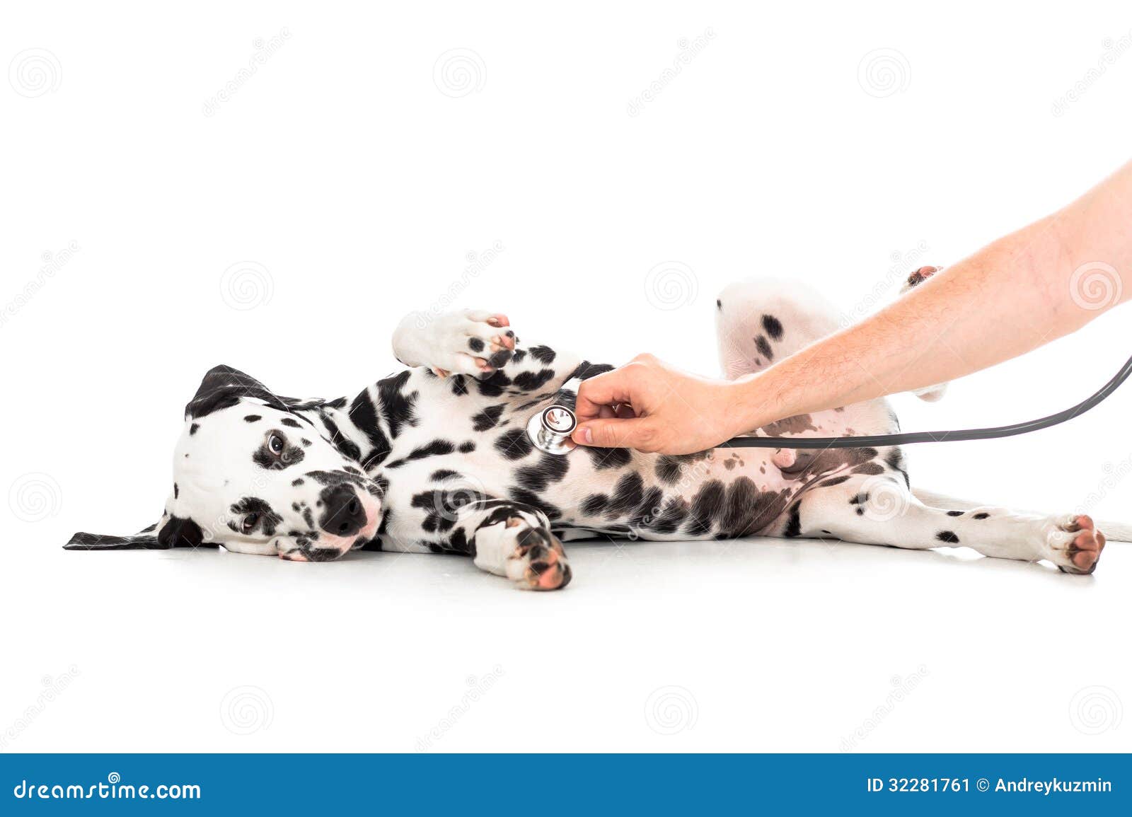 veterinary examination of dalmatian dog lying